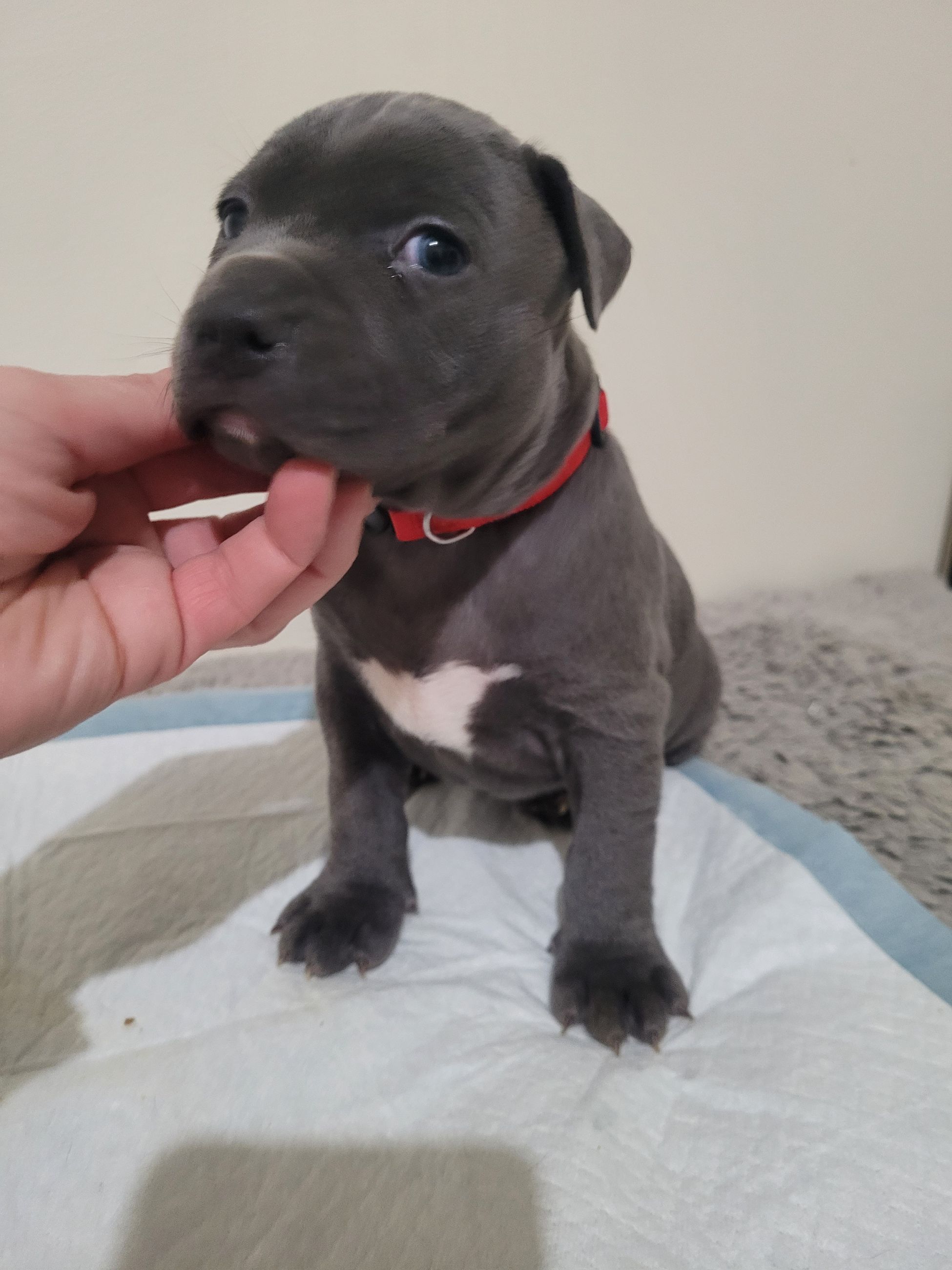 Blue nose American Staffordshire Terrier Puppies  - 4 - 1766952715803_20251222_173821