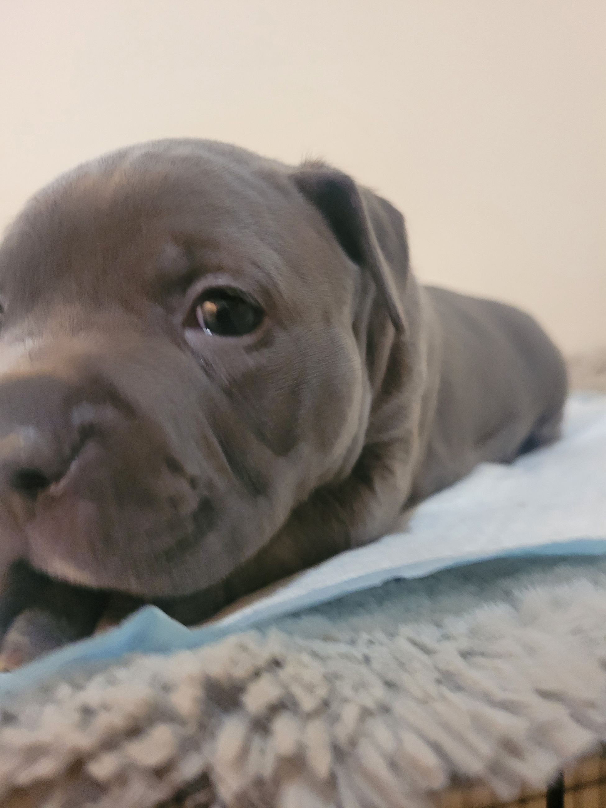 Blue nose American Staffordshire Terrier Puppies  - 9 - 1766952715806_20251221_190700