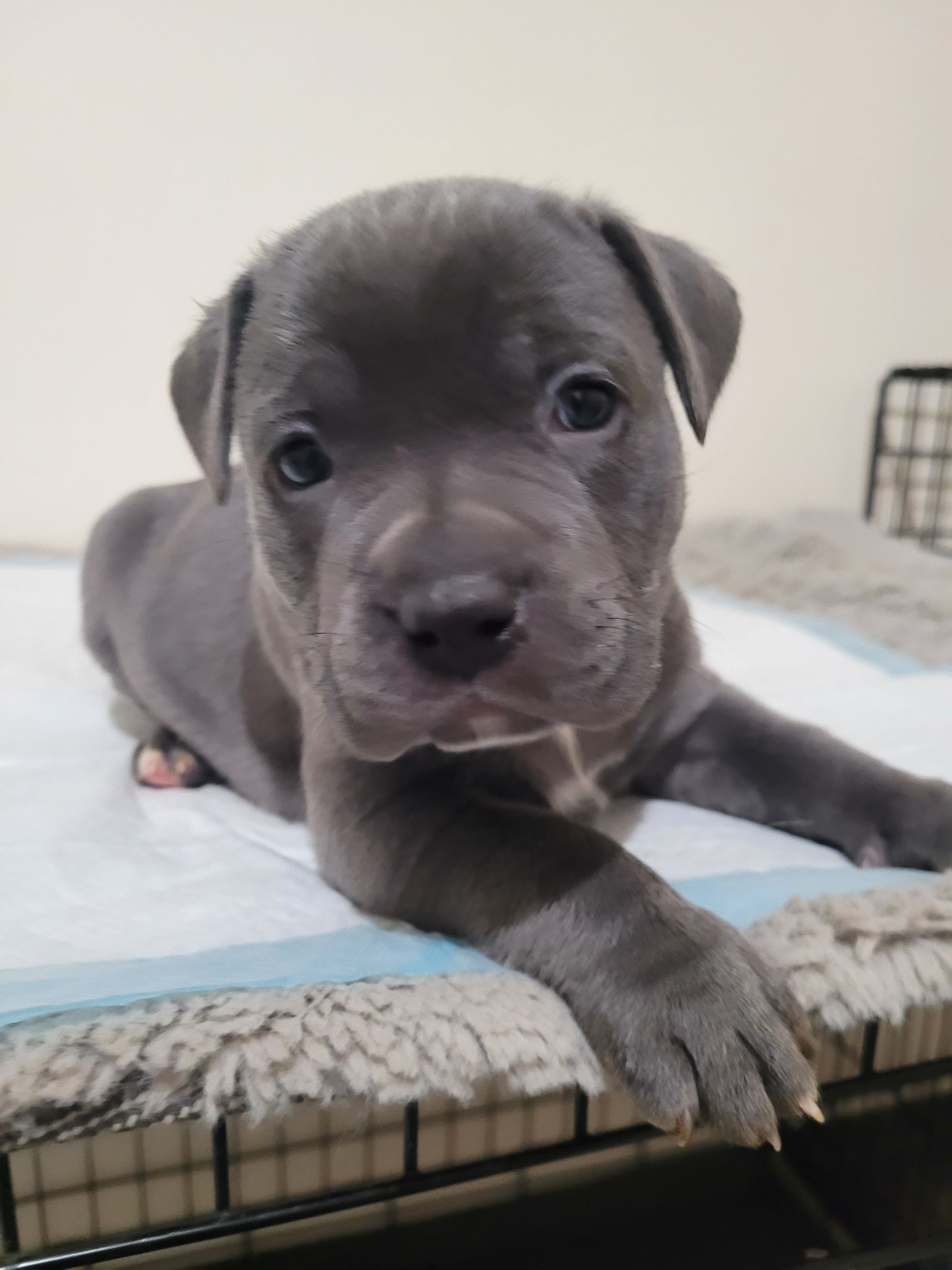 Blue nose American Staffordshire Terrier Puppies  - 5 - 1766952715810_20251222_172916