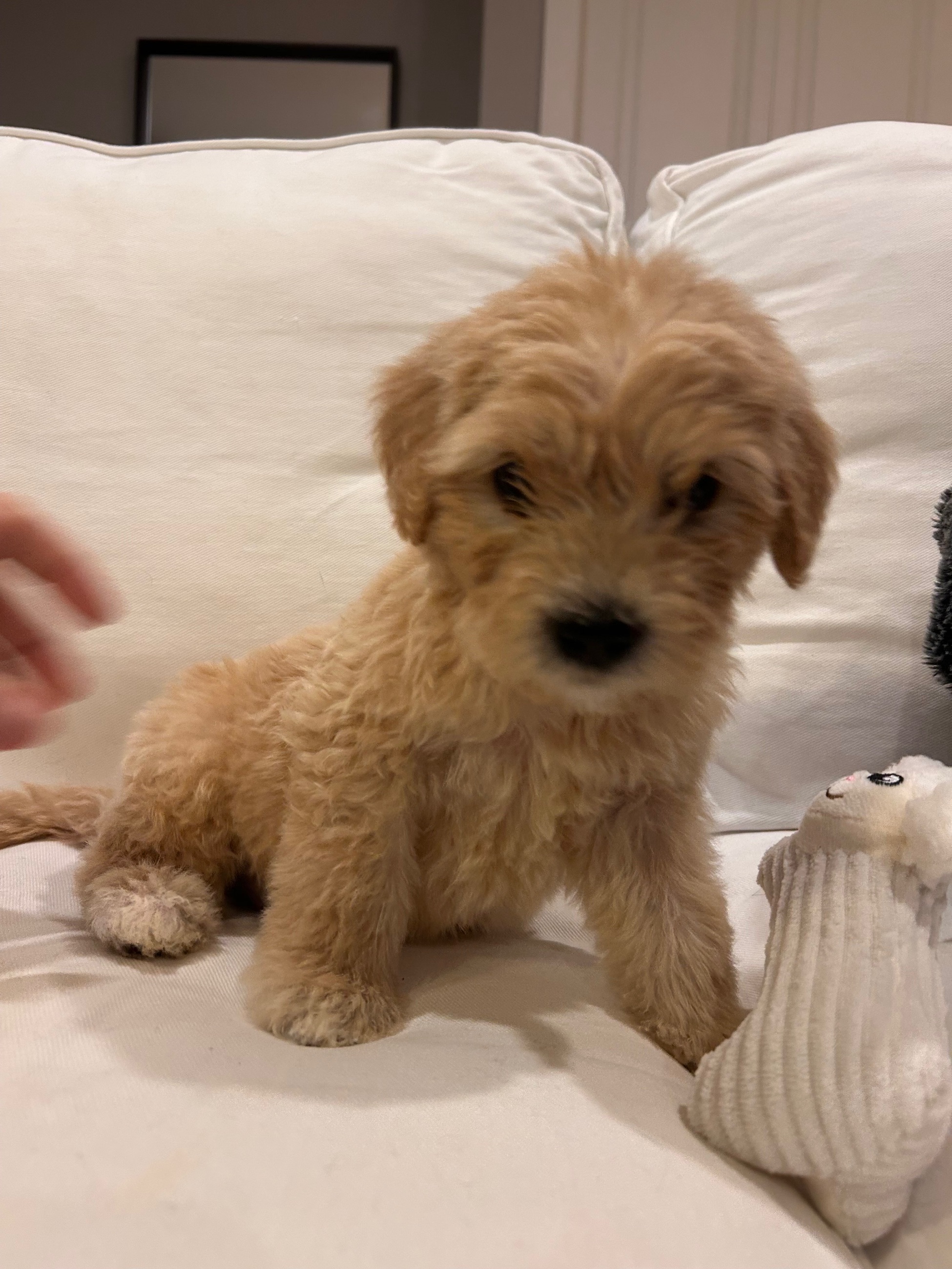 Photo of Labradoodle puppies 