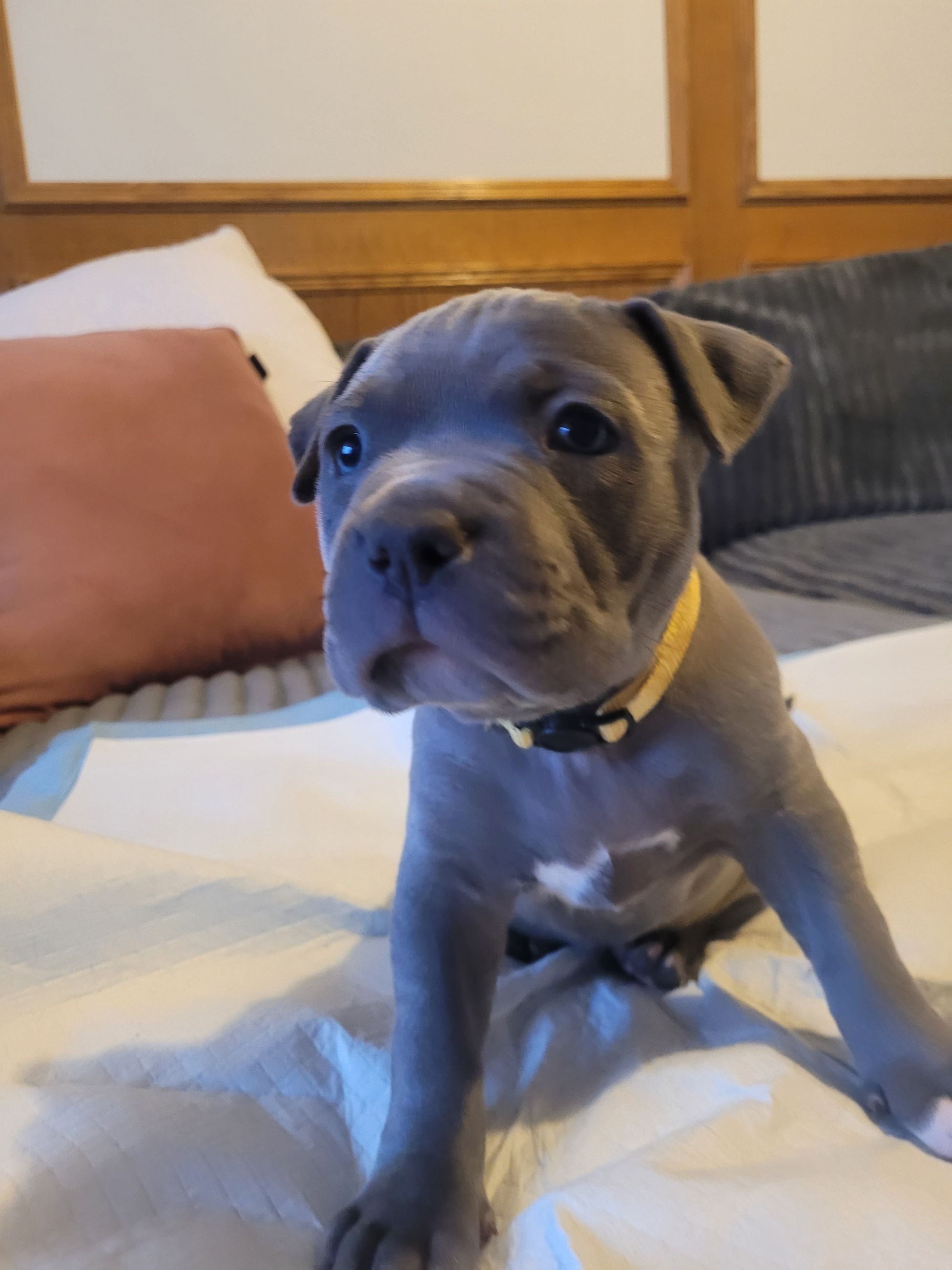 Blue nose American Staffordshire Terrier Puppies  - 13 - 1767049784706_20251229_154124