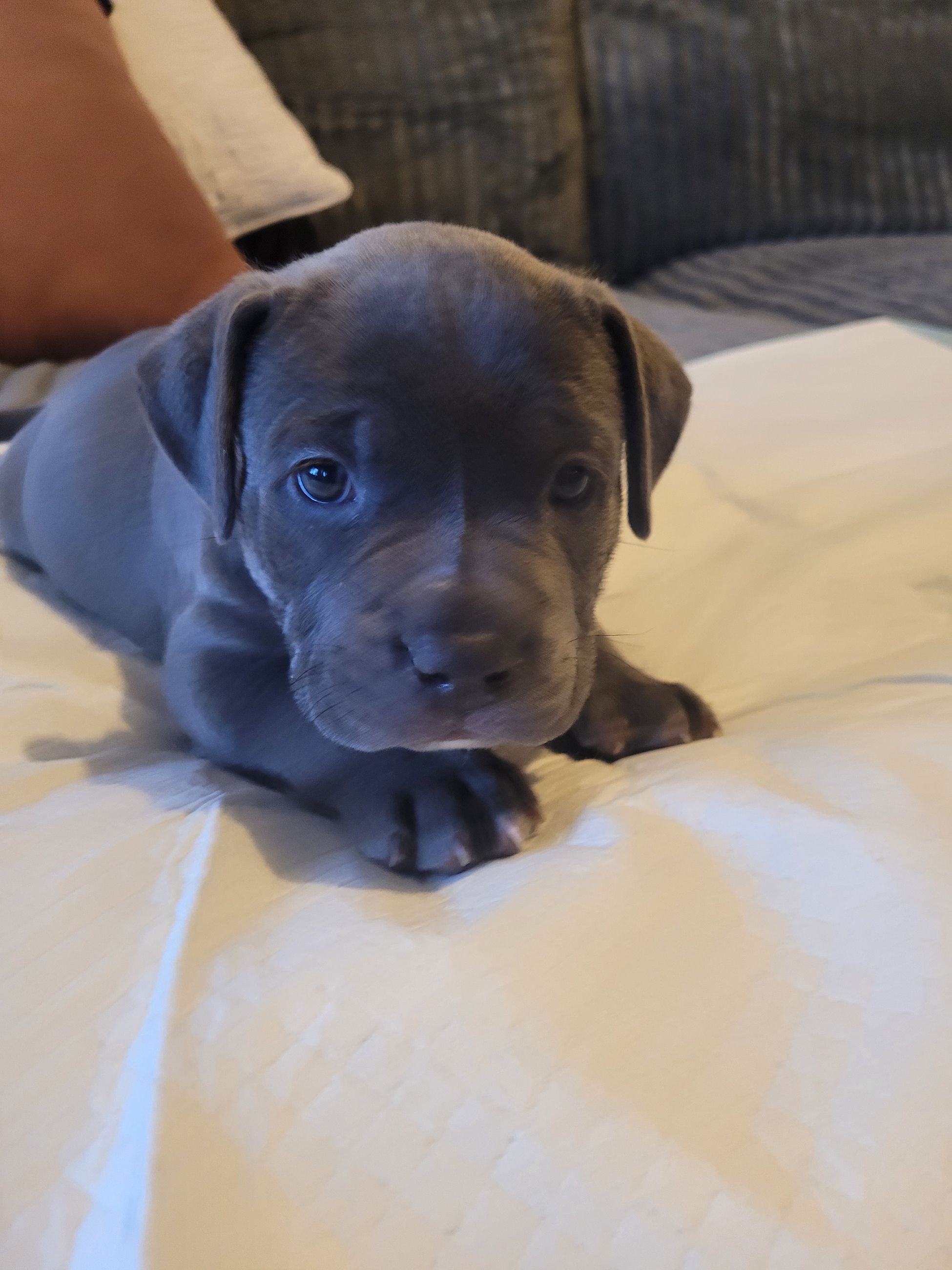 Blue nose American Staffordshire Terrier Puppies  - 10 - 1767049784764_20251229_152842
