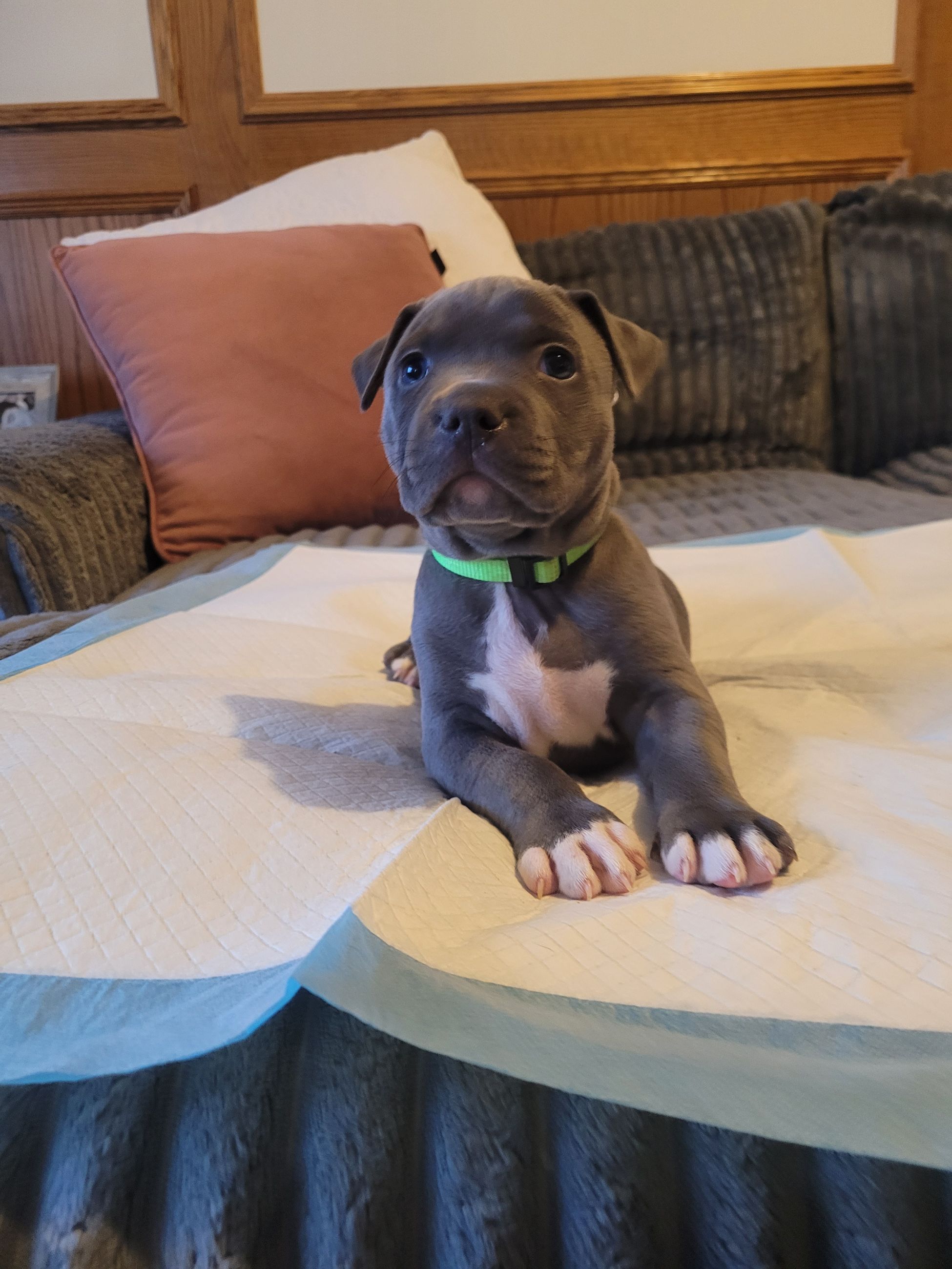 Blue nose American Staffordshire Terrier Puppies  - 12 - 1767049784765_20251229_153925