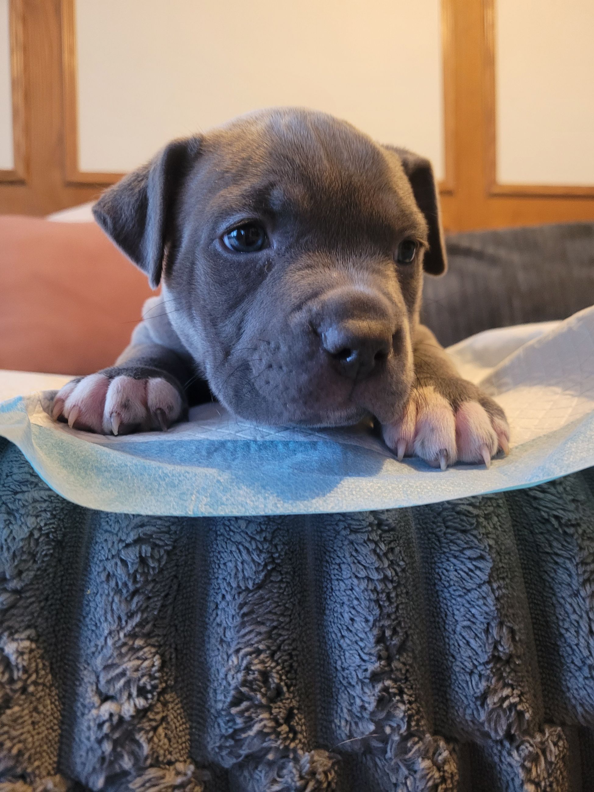 Blue nose American Staffordshire Terrier Puppies  - 11 - 1767049784844_20251229_153504