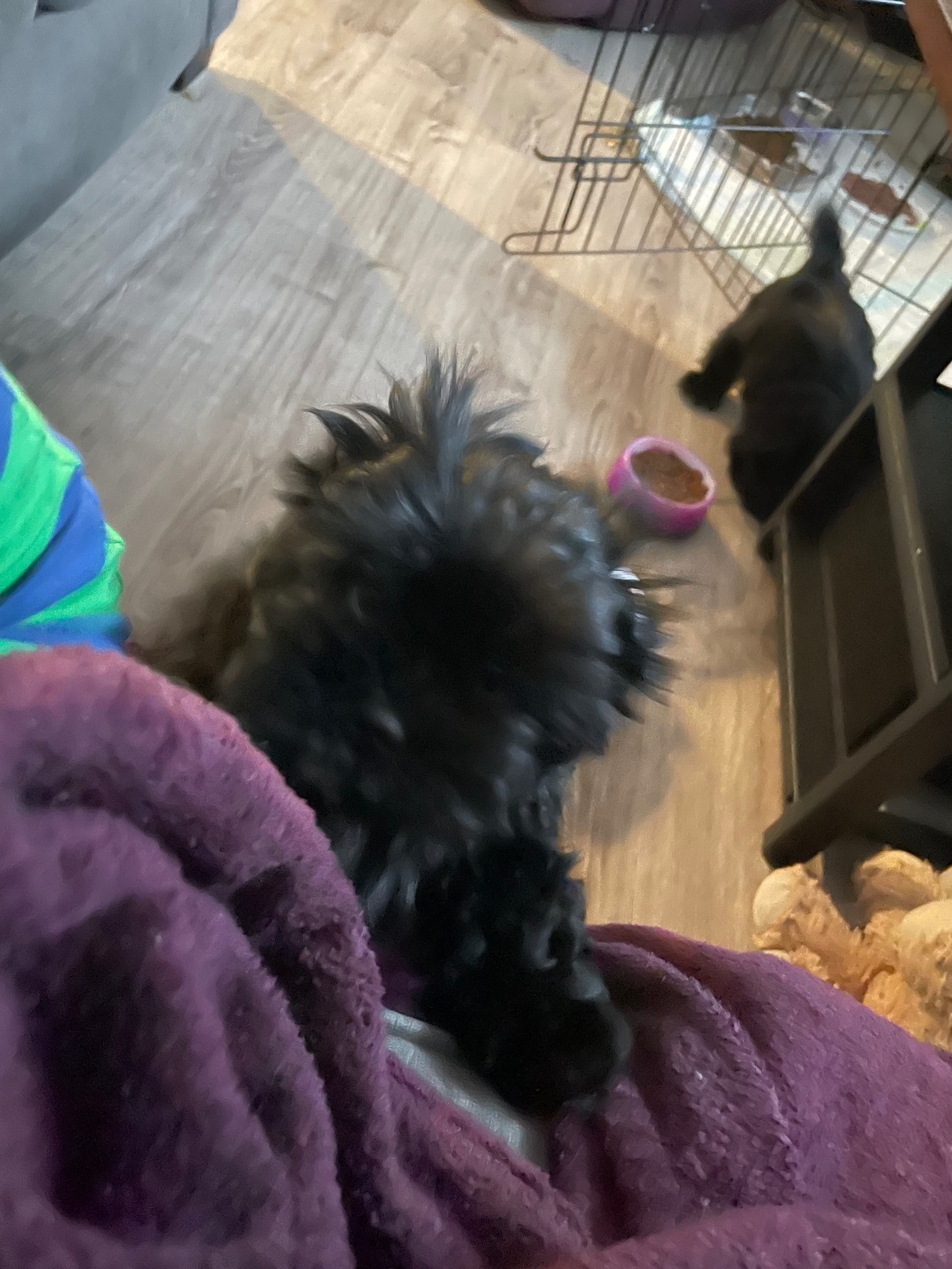 Peek-a-tzu for sale - 5 - 1767058012191_IMG_2315