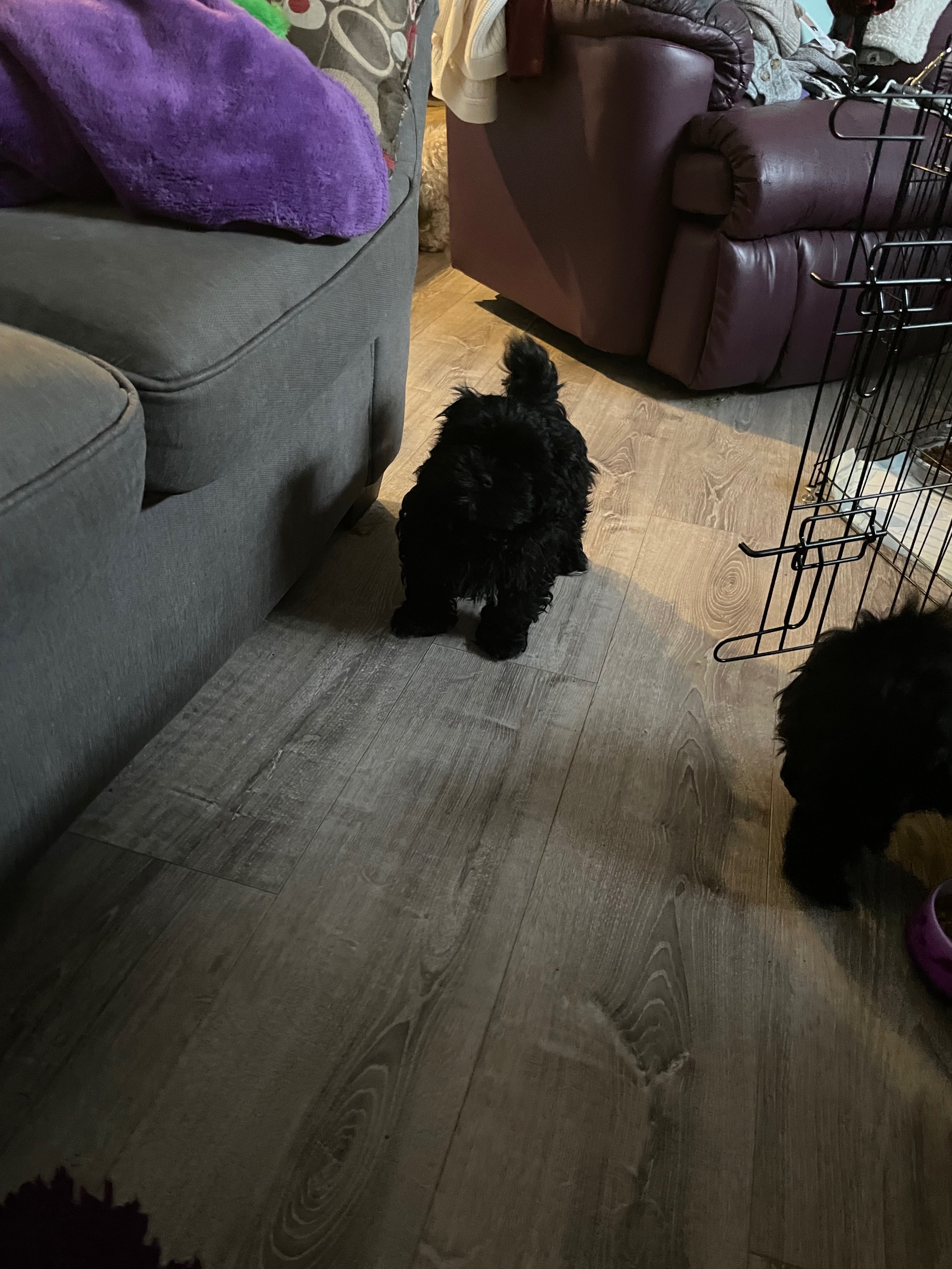 Peek-a-tzu for sale - 6 - 1767058012236_IMG_2314