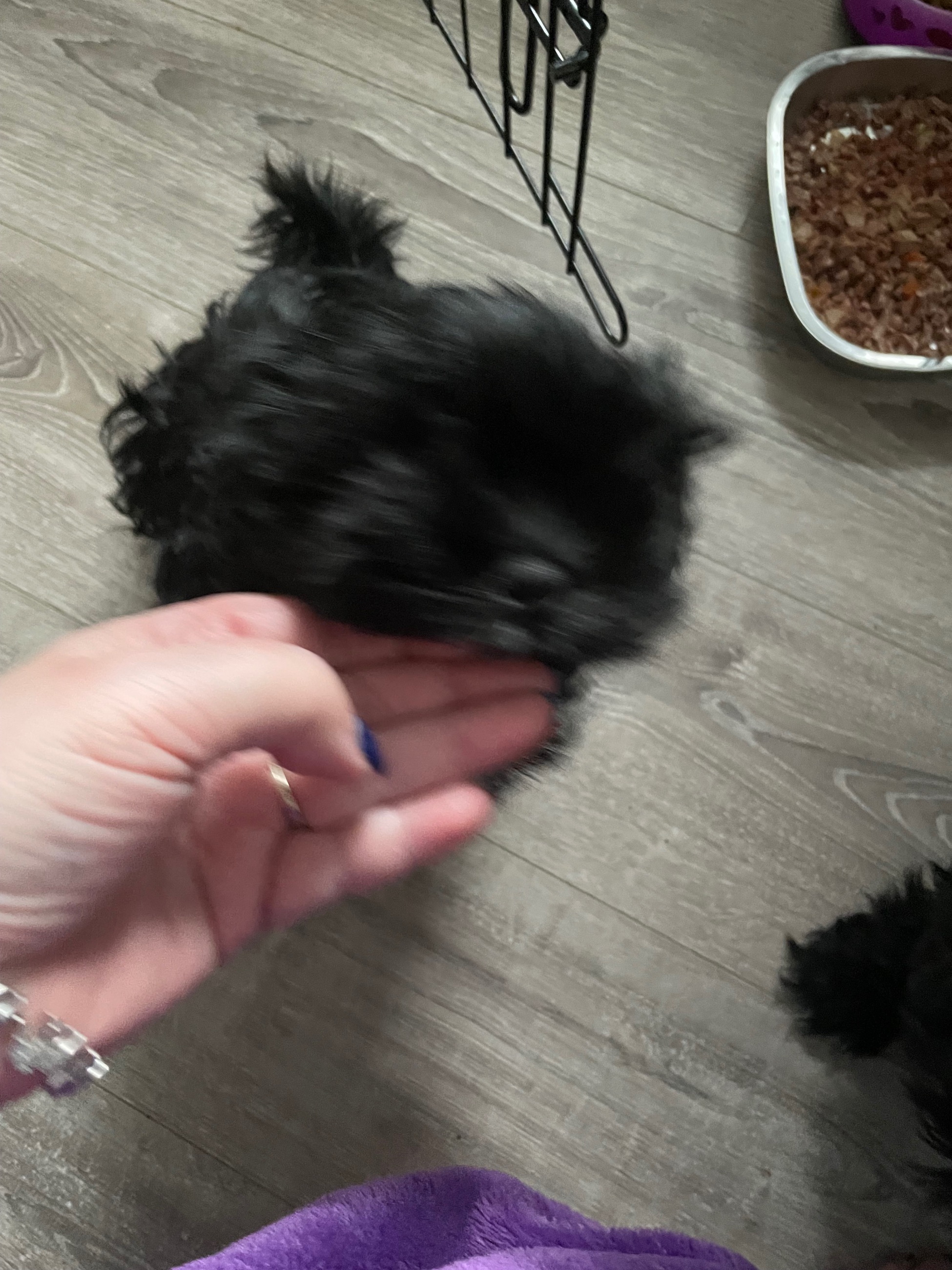 Peek-a-tzu for sale - 7 - 1767058012292_IMG_2312