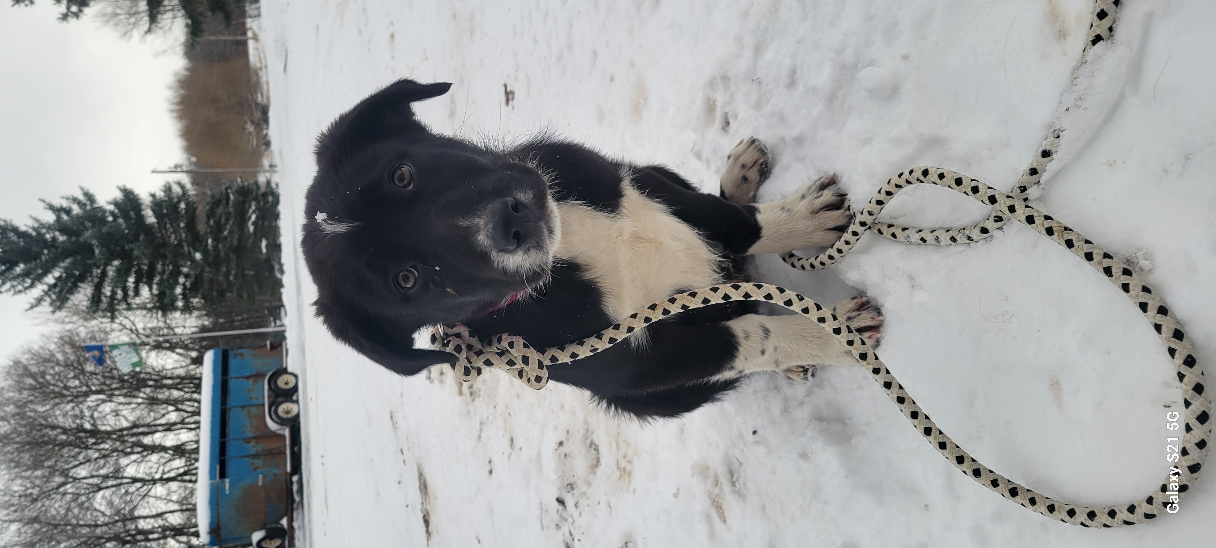 Photo of Border collie great pyrenees puppy