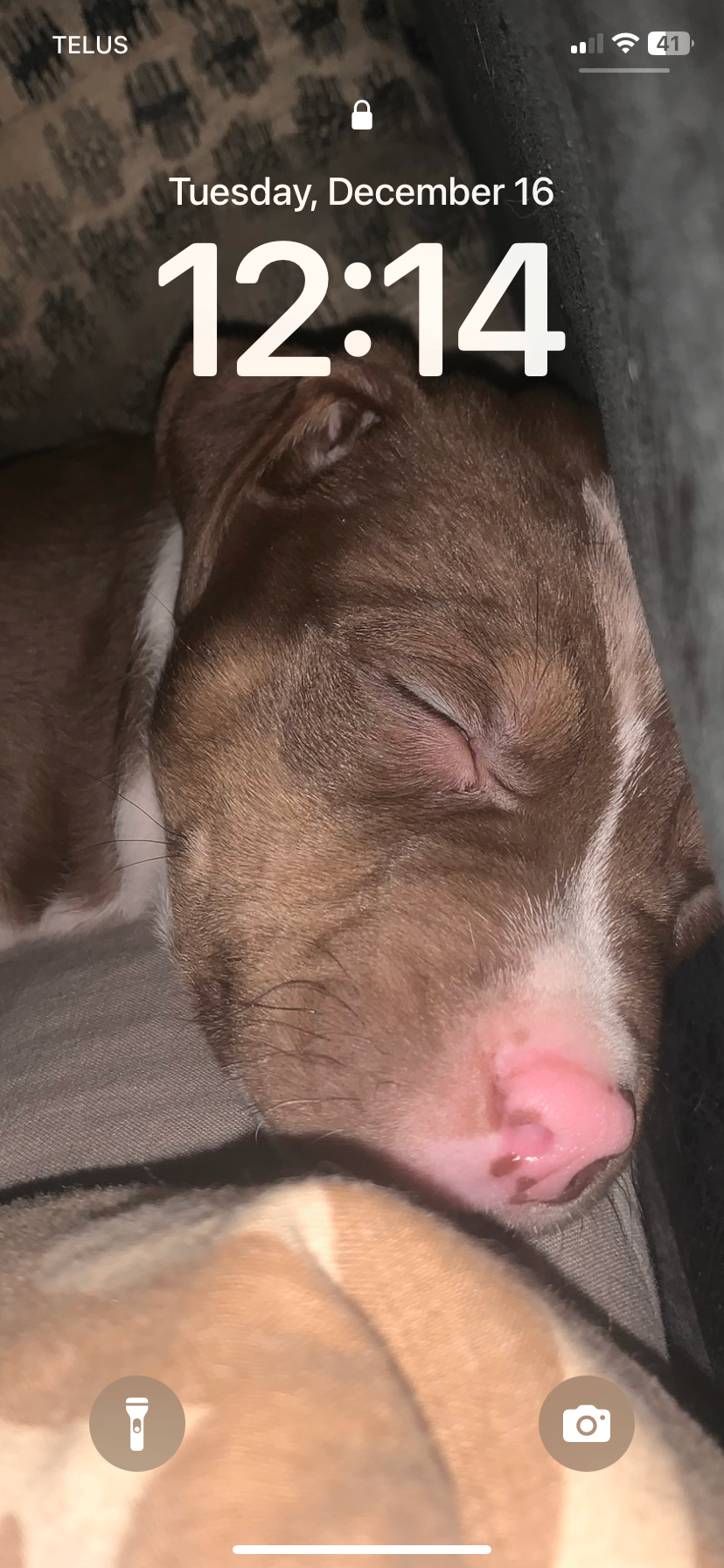 In need of a home  - 2 - 1767121664506_IMG_3477