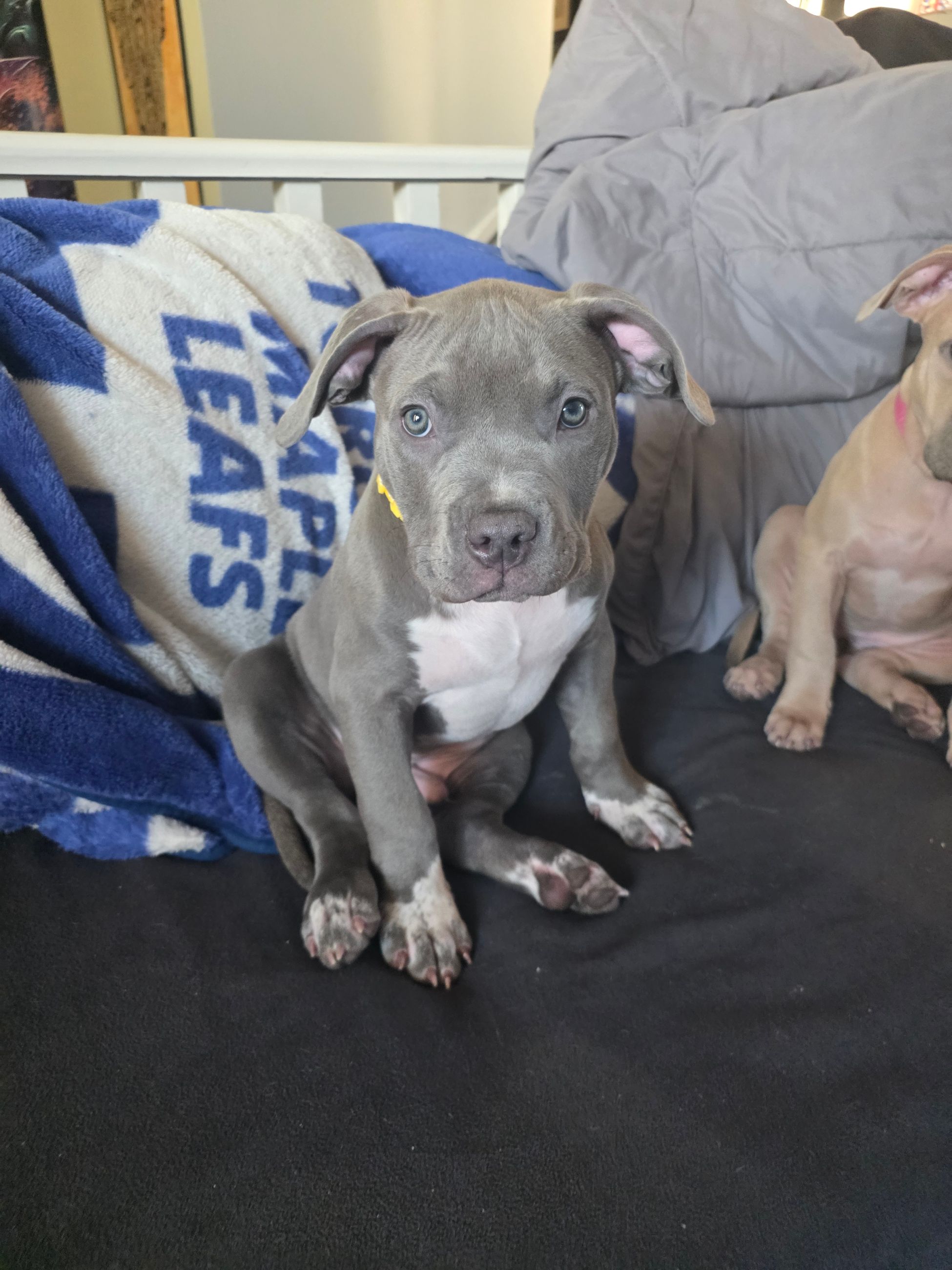 American bully  puppies! - 12 - 1767124520500_1000003480