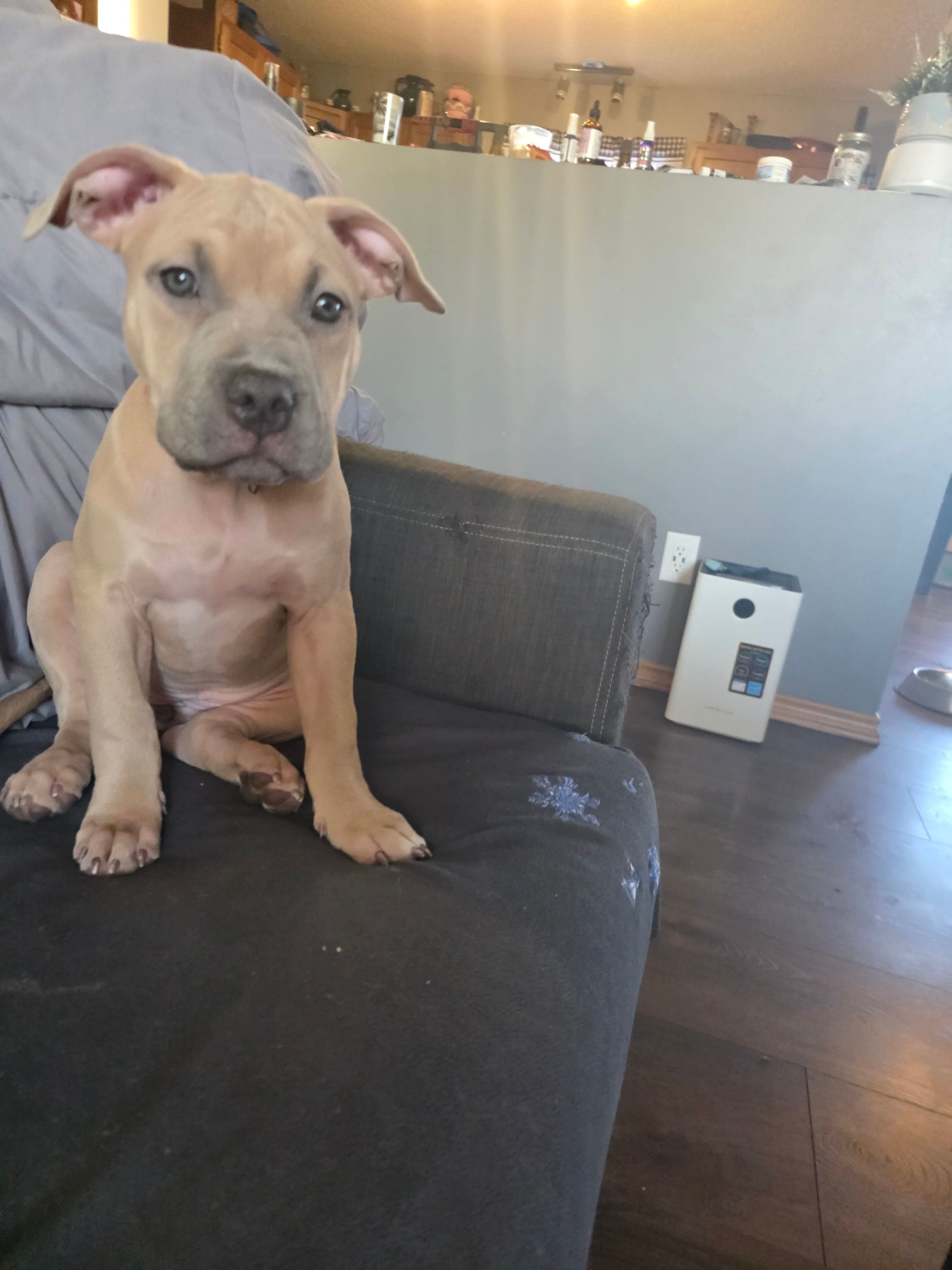 American bully  puppies! - 11 - 1767124520501_1000003498