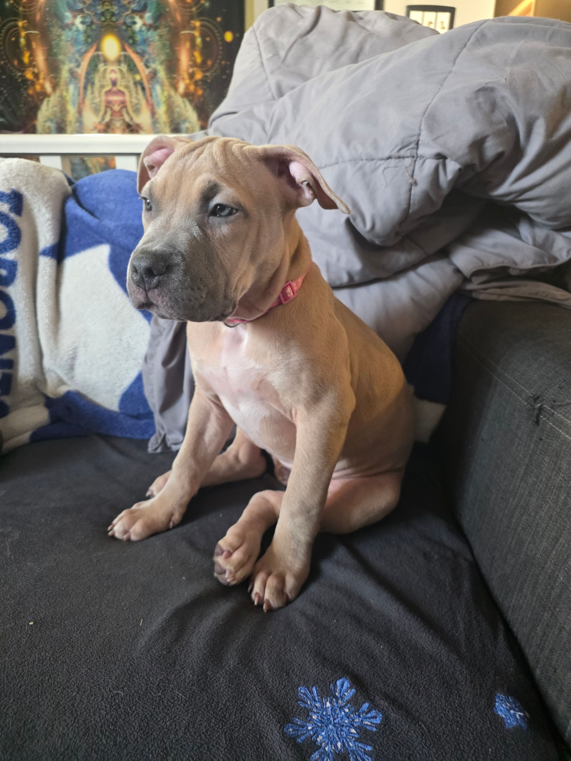 American bully  puppies! - 9 - 1767124520502_1000003514