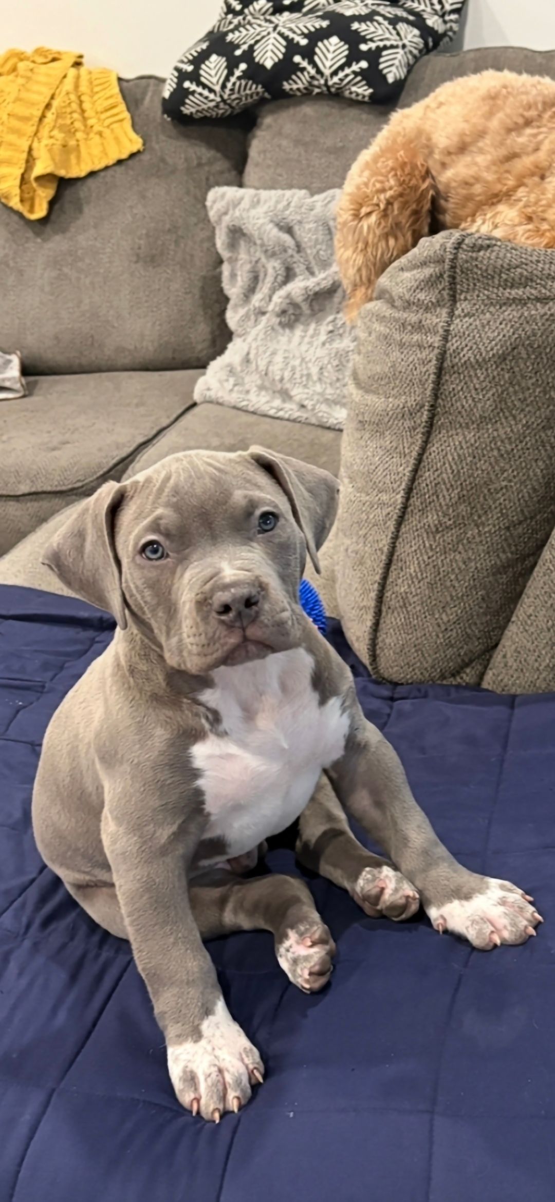 American bully  puppies! - 13 - 1767124584924_1000003531