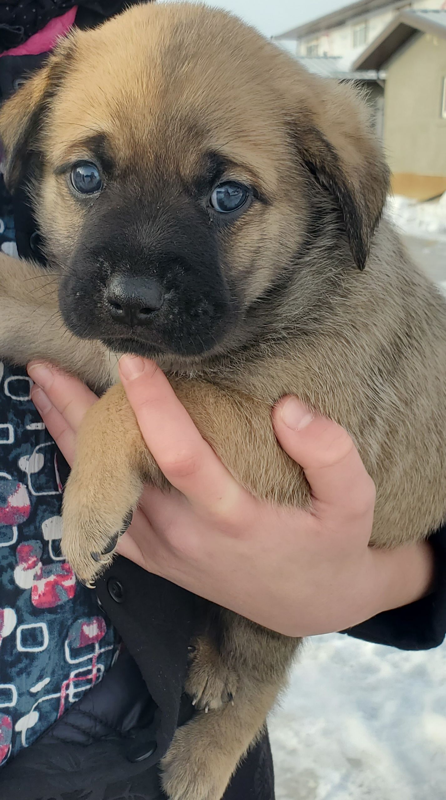 Beautiful puggle cross pups - 5 - 1767129269753_20251230_131053