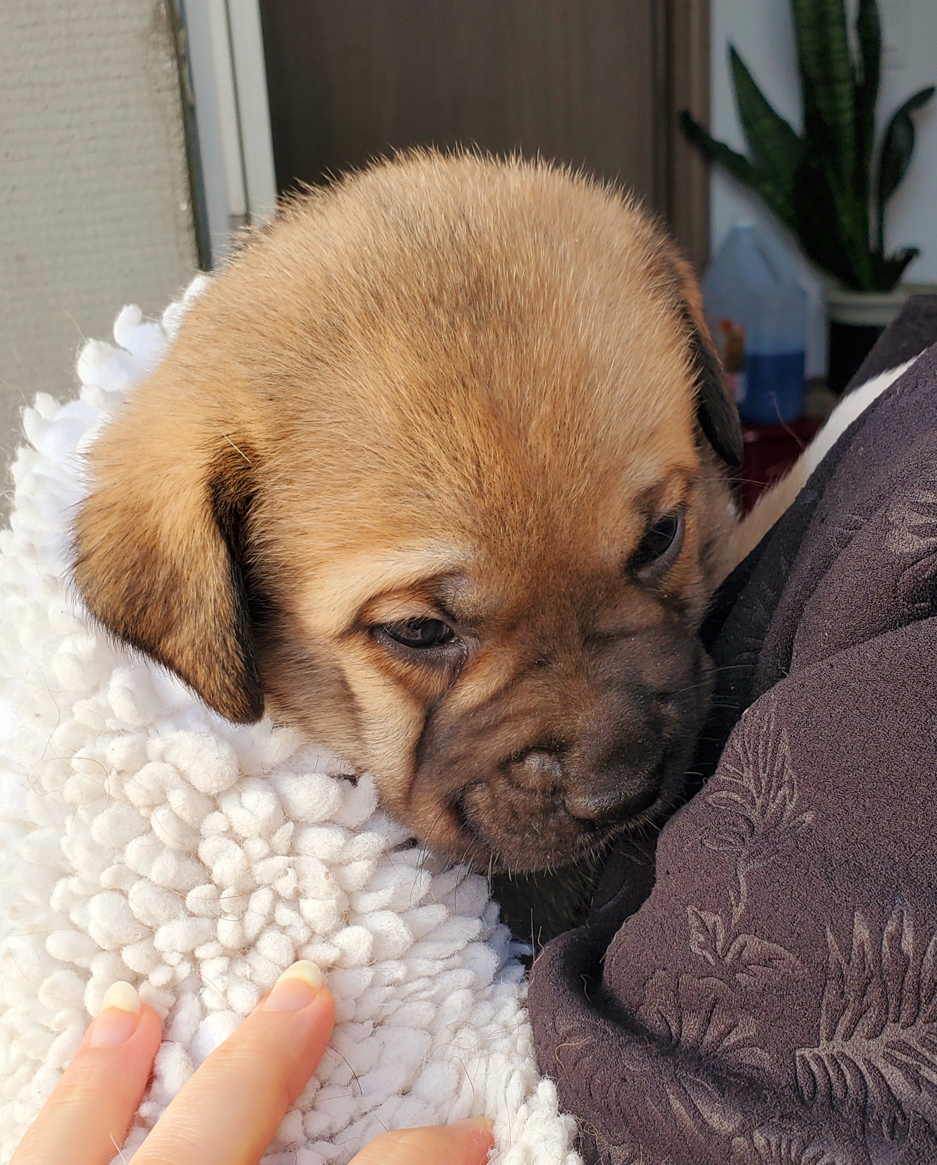 Beautiful puggle cross pups - 2 - 1767129269960_20251230_131550