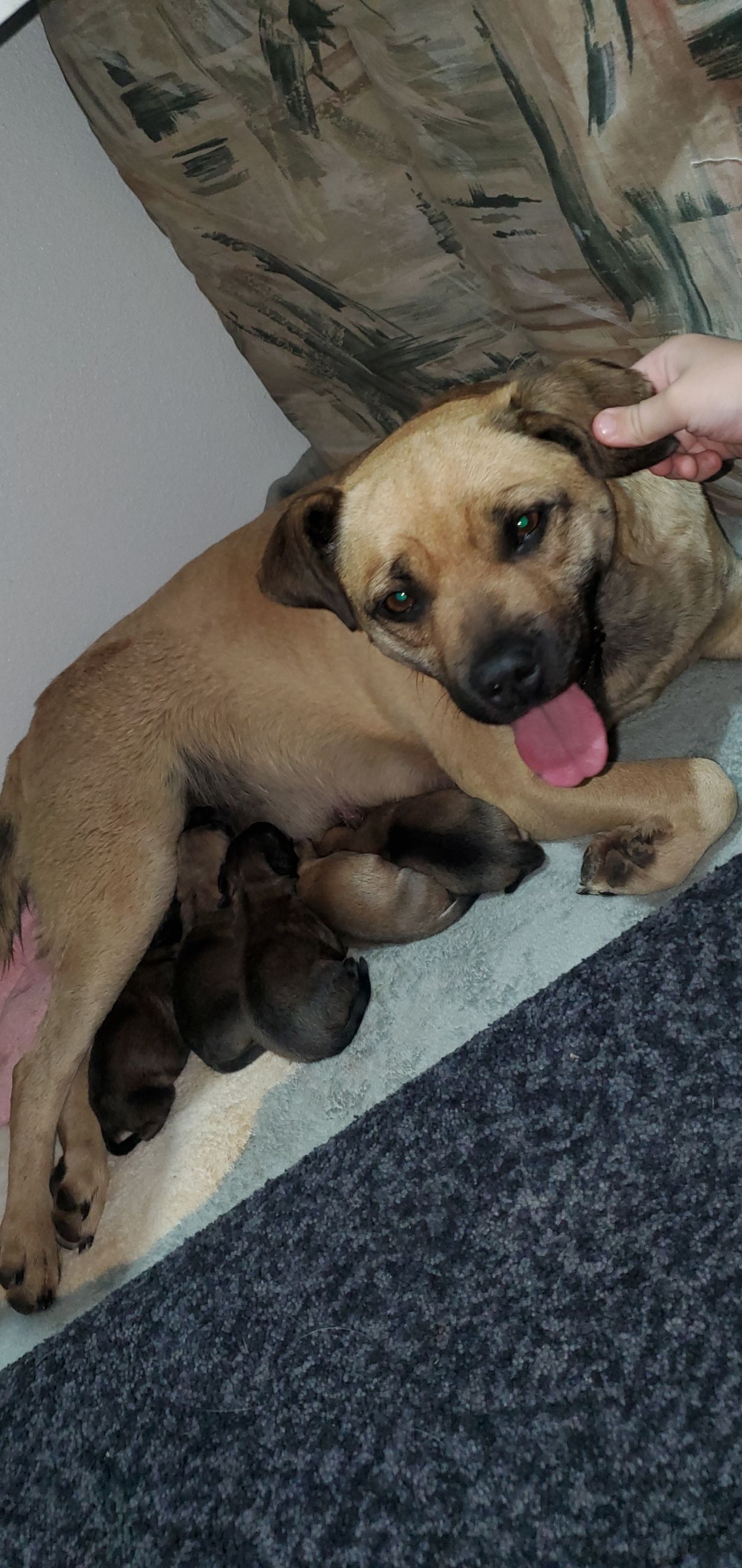 Beautiful puggle cross pups - 8 - 1767129269990_20251129_194229