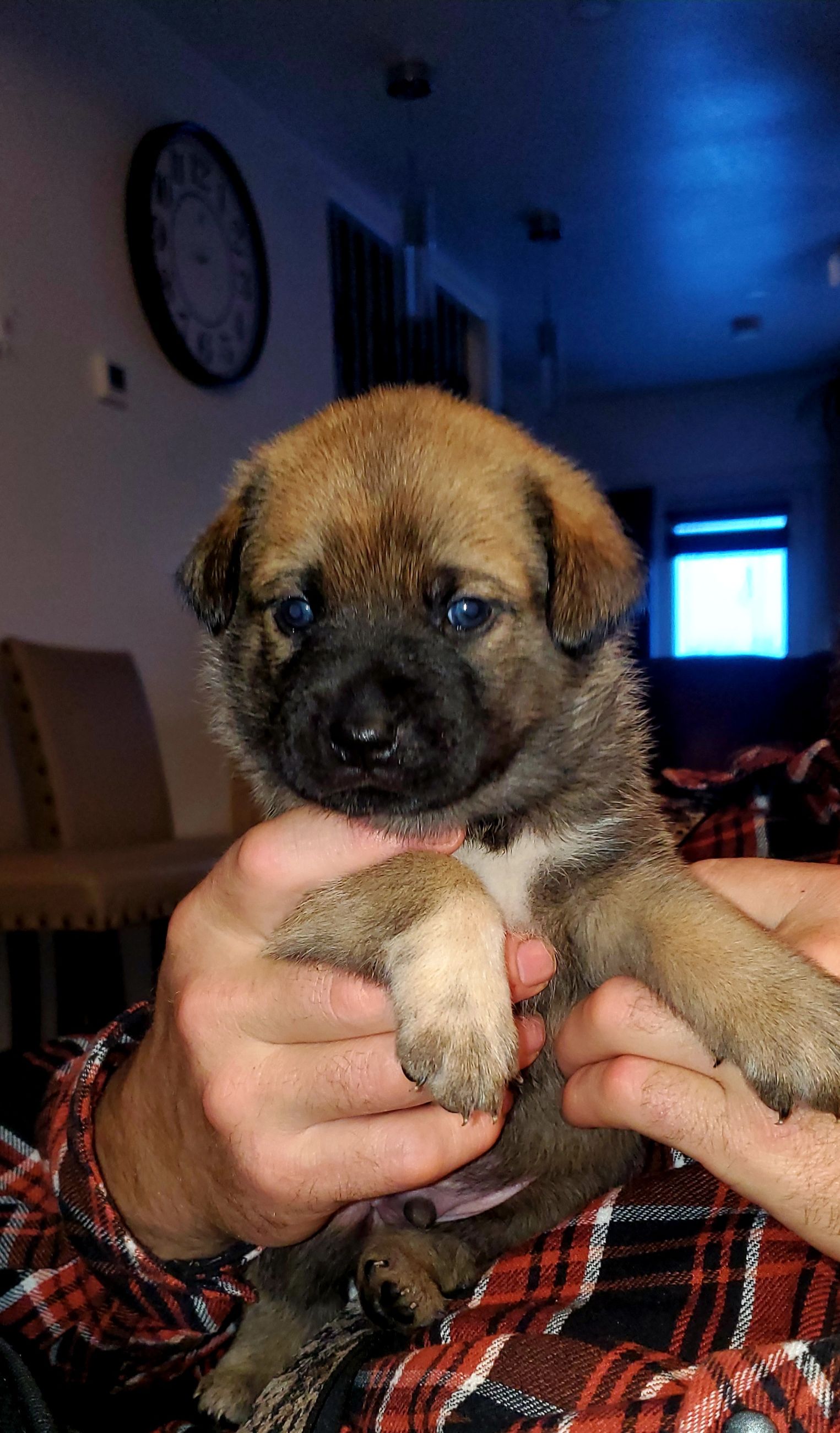 Beautiful puggle cross pups - 6 - 1767129269994_20251224_084509