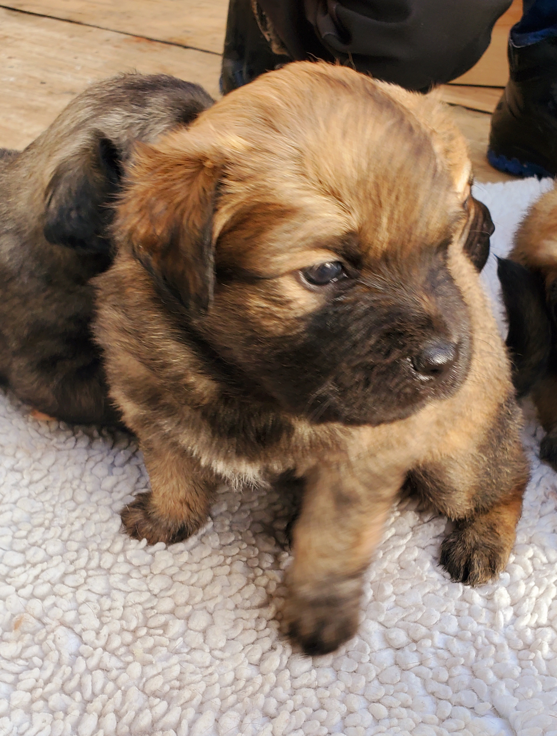Beautiful puggle cross pups - 4 - 1767129270006_20251230_131305