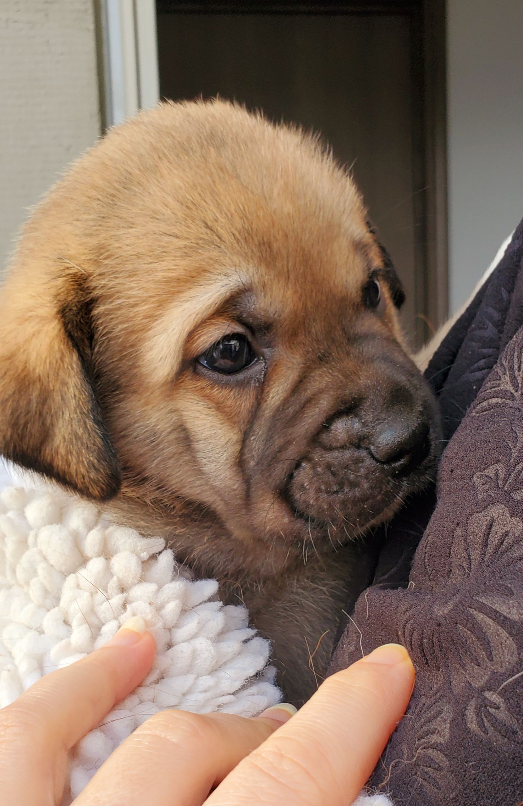 Beautiful puggle cross pups - 8 - 1767150567335_20251230_131556
