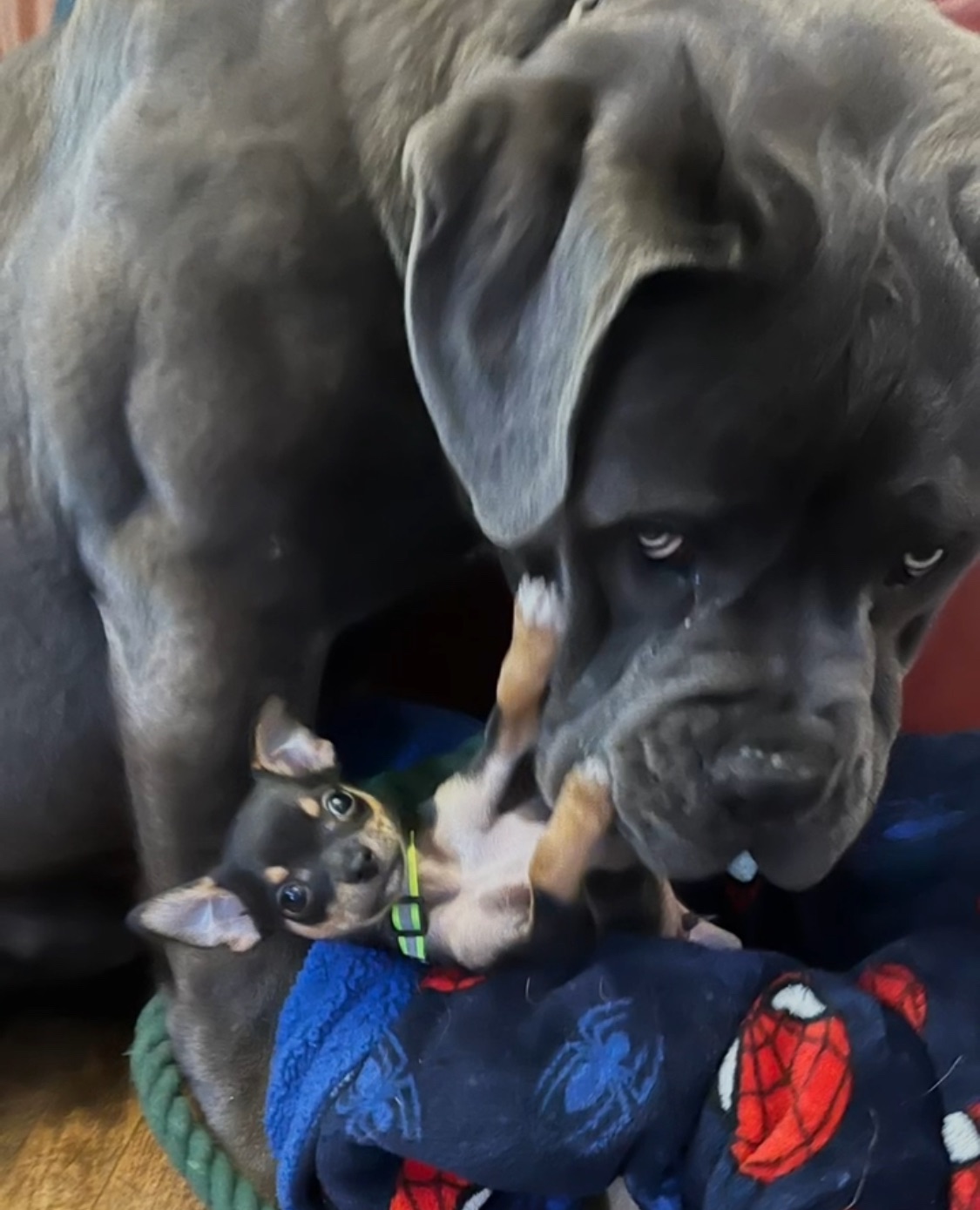 Photo of Cane Corso old world stud