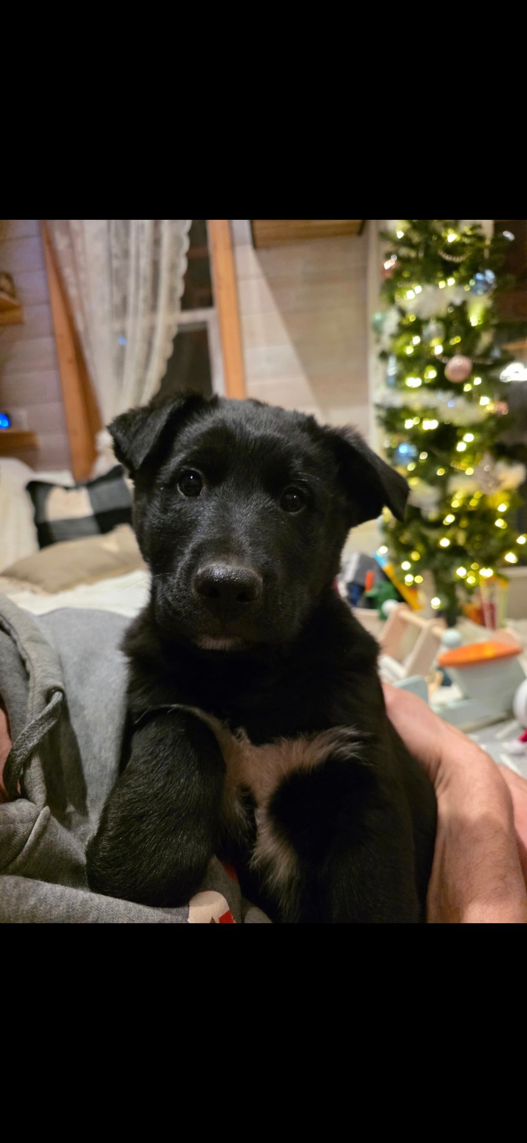 10 week old male rottweiler/lab and border collie  - 4 - 1767286966438_3102