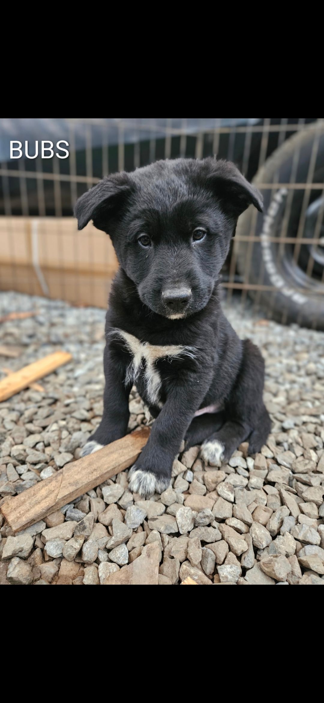 10 week old male rottweiler/lab and border collie  - 3 - 1767286966466_3106