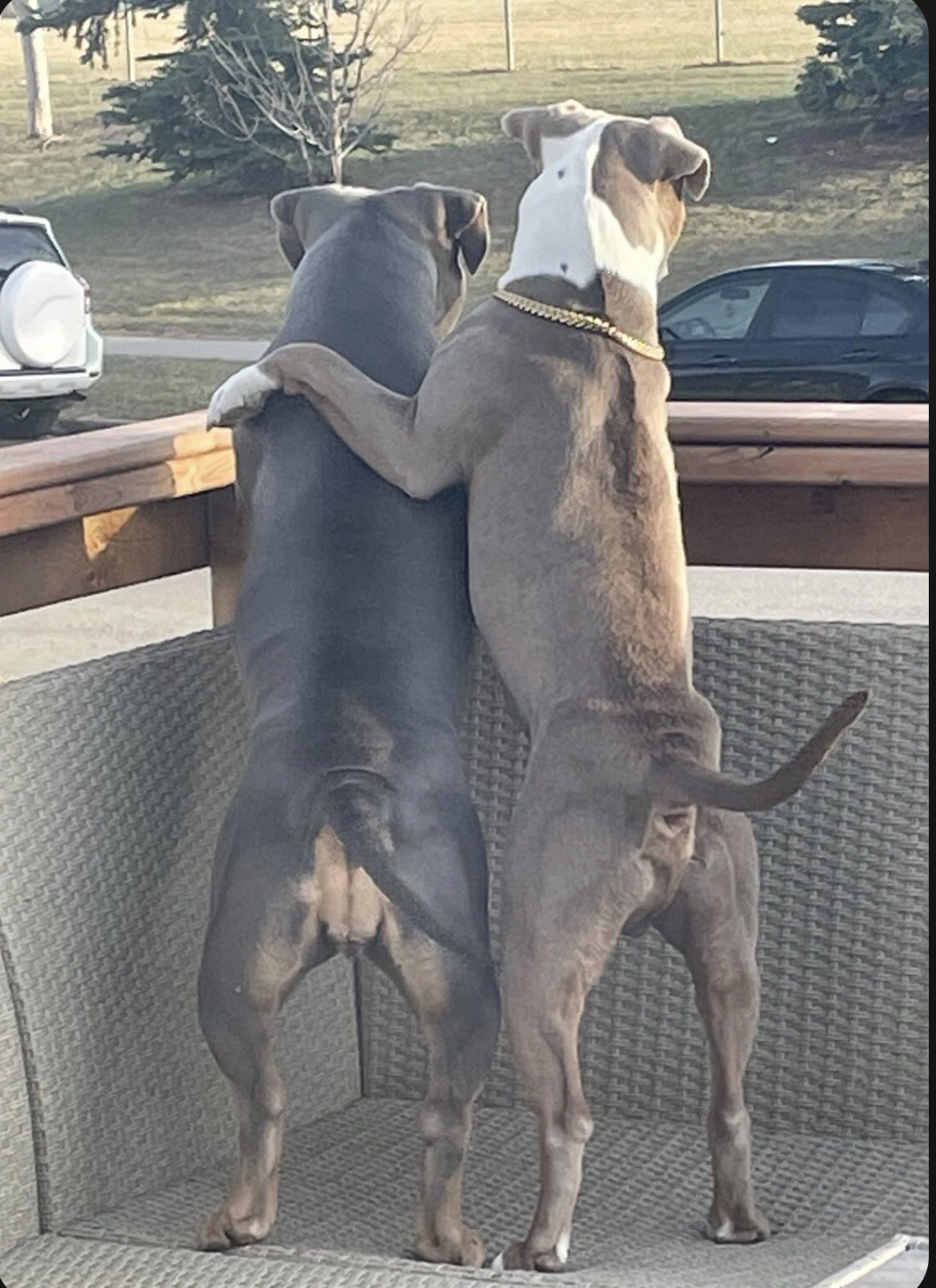 ***CLASSIC AMERICAN BULLIES*** 4 REMAINING!!! - 6 - 1767291177832_IMG_4471