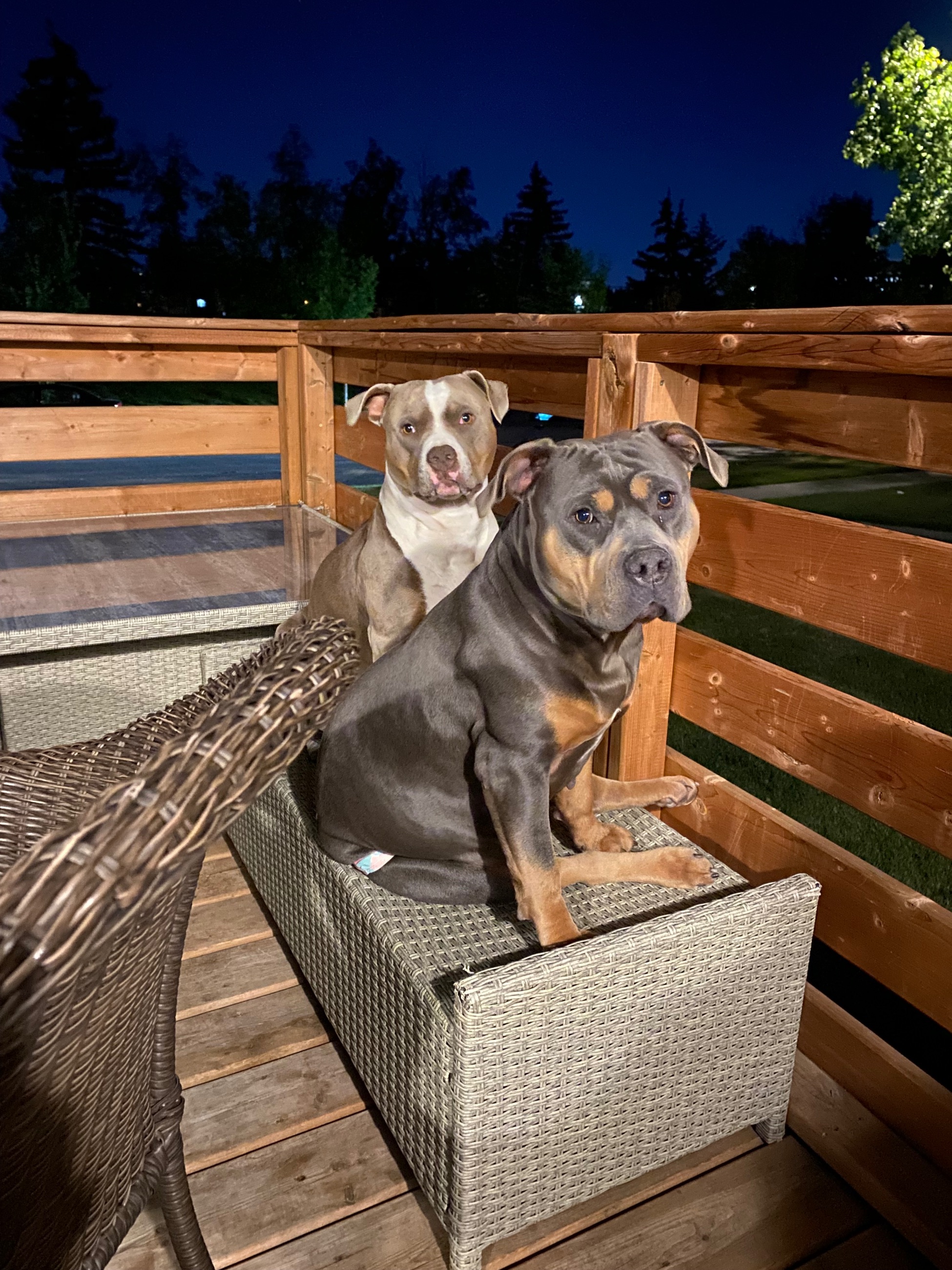 ***CLASSIC AMERICAN BULLIES*** 4 REMAINING!!! - 5 - 1767291178072_IMG_0022