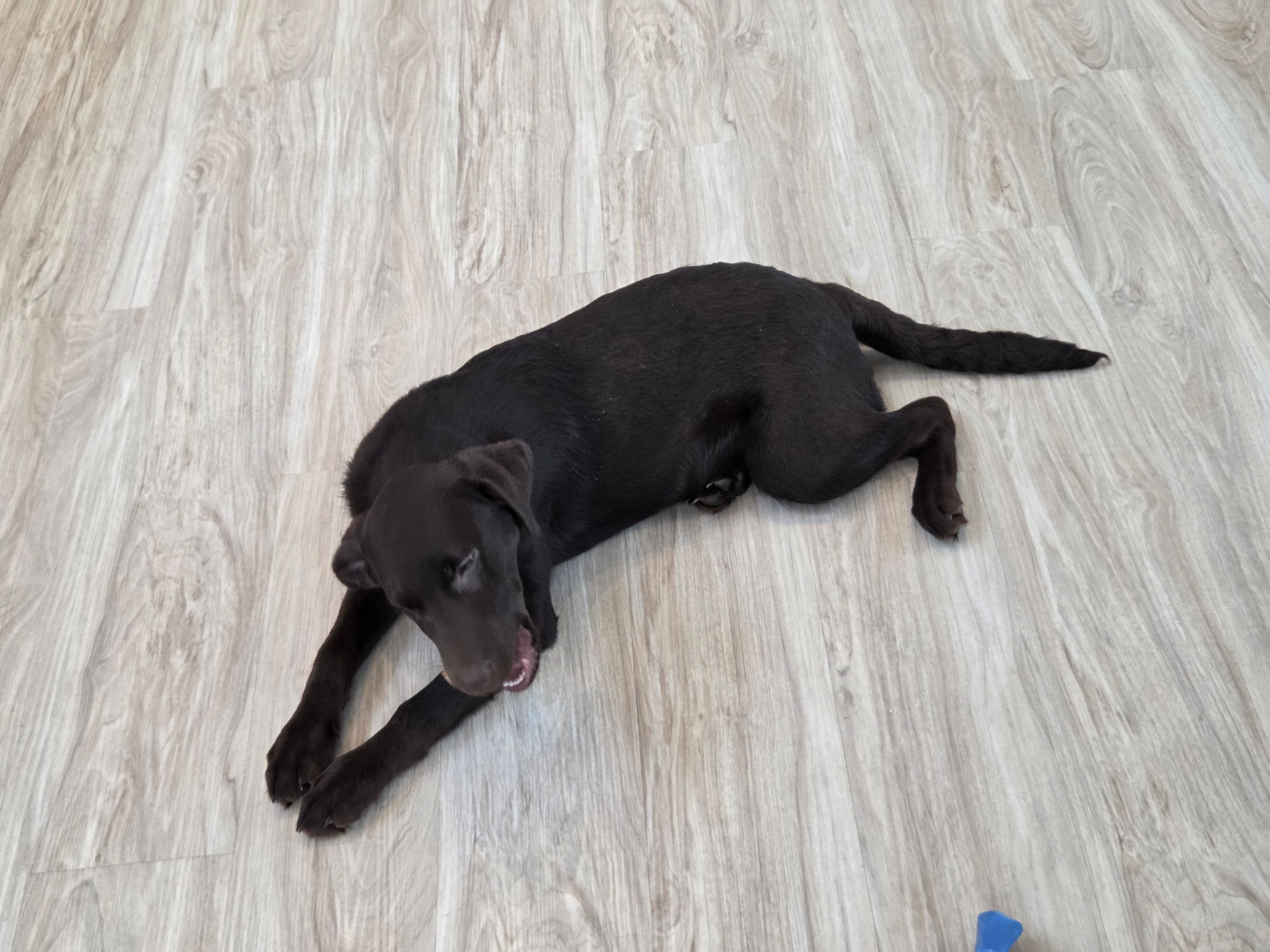 Photo of Chocolate lab female