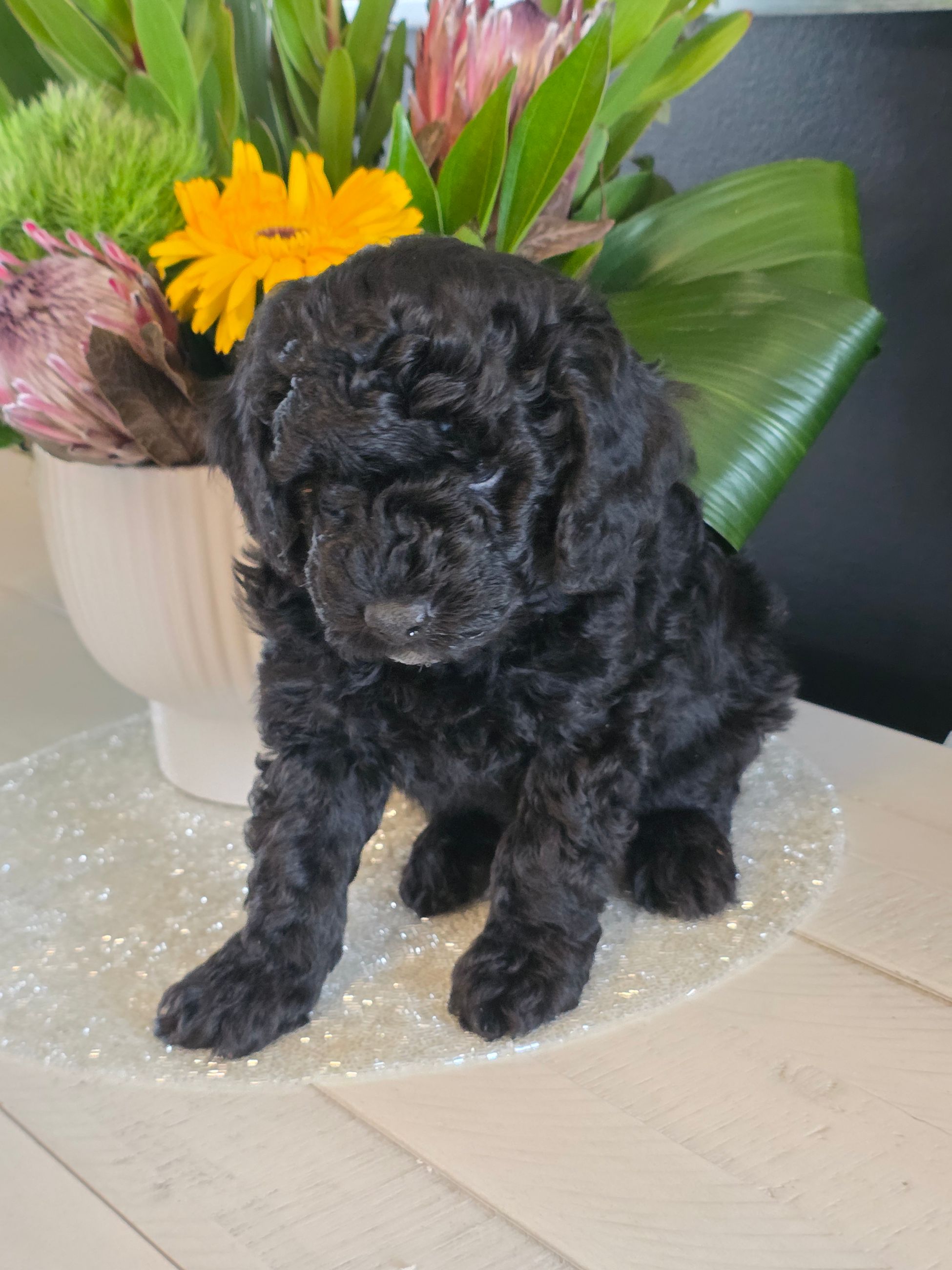2 Minature Poodle Puppies  - 5 - 1767388785034_20260102_140505