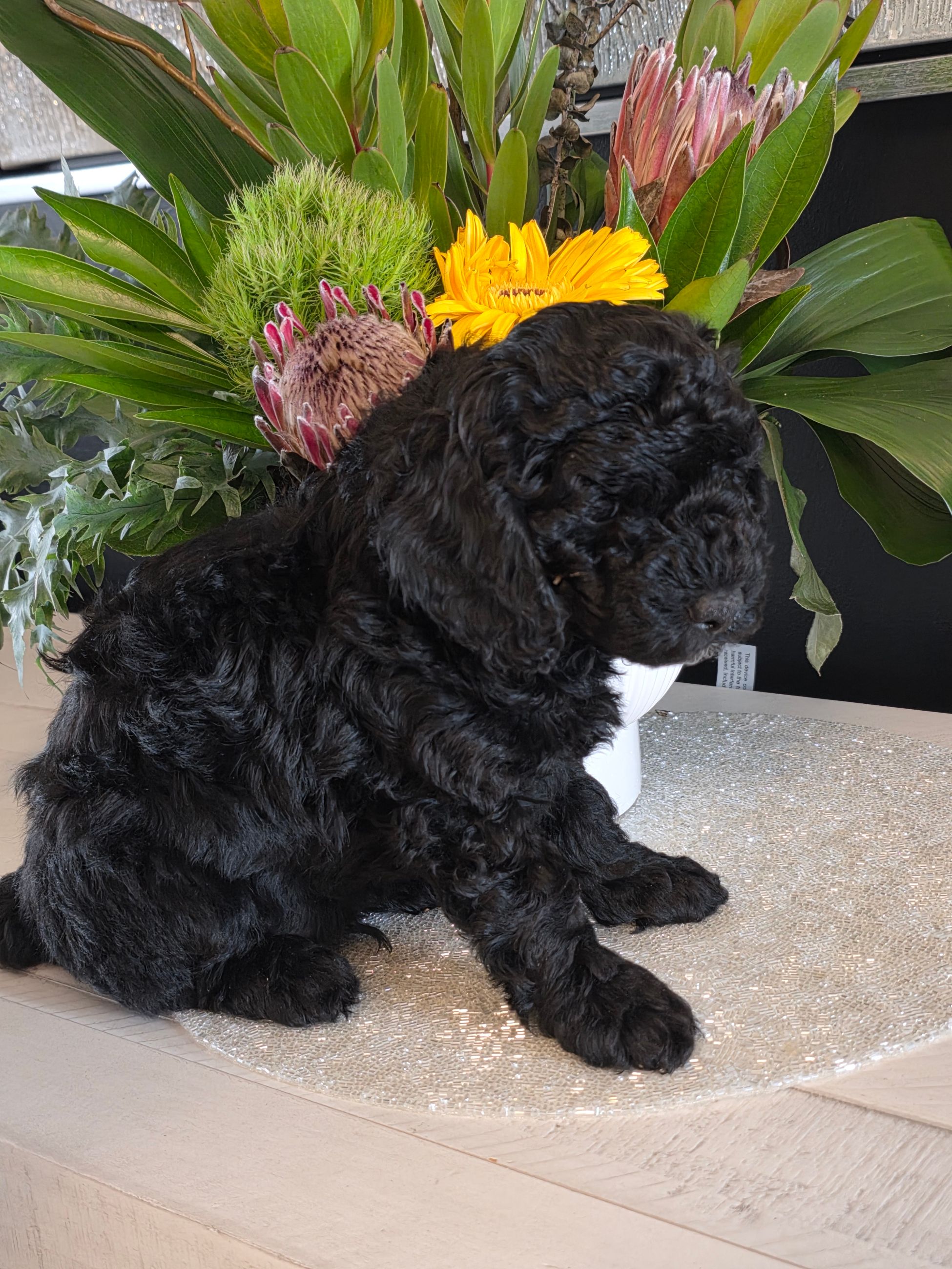 2 Minature Poodle Puppies  - 3 - 1767388785079_20260102_140641