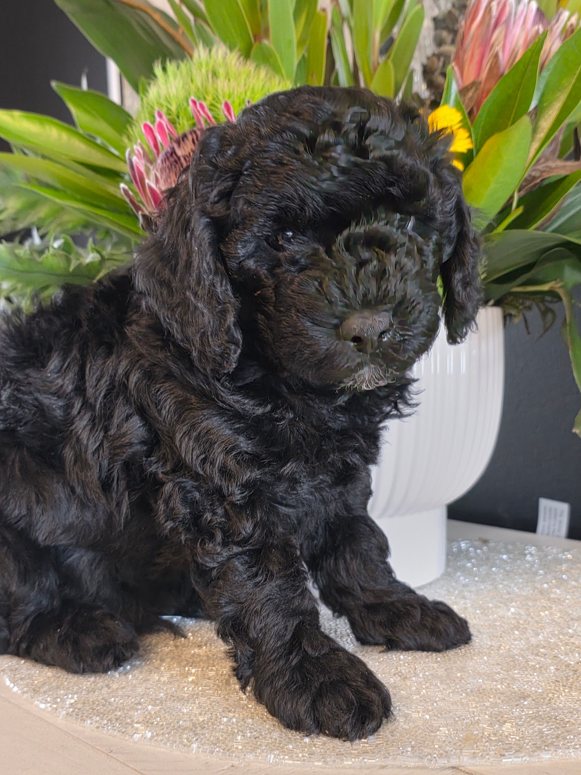 2 Minature Poodle Puppies  - 2 - 1767388785079_20260102_140651