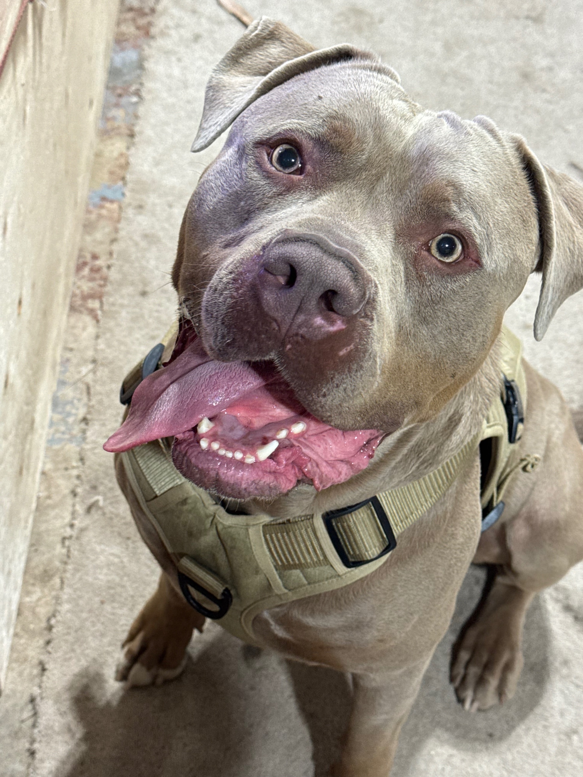 7 week old American xl pitbulls - 9 - 1767398797058_IMG_5711