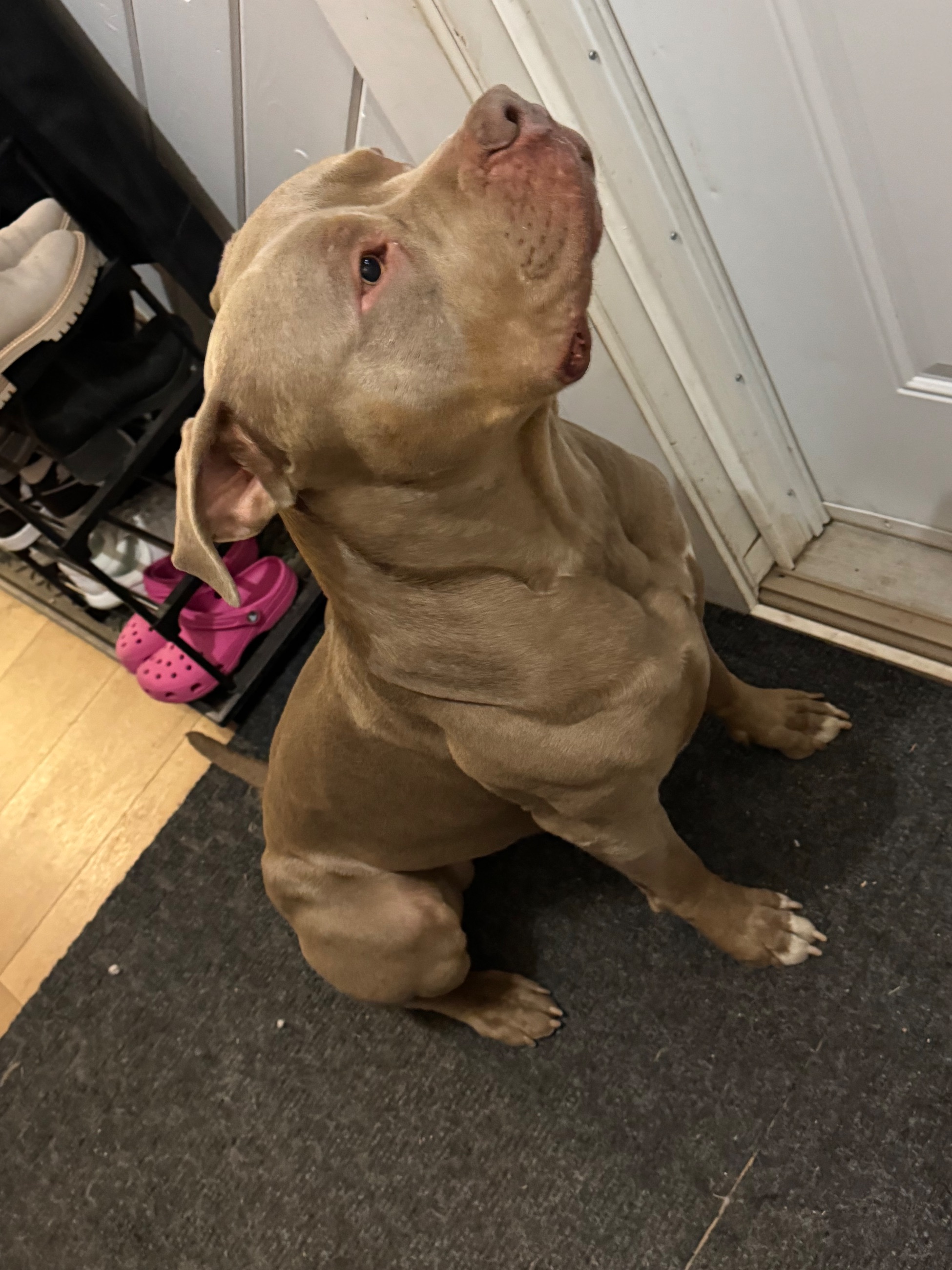 7 week old American xl pitbulls - 10 - 1767398797085_IMG_6746