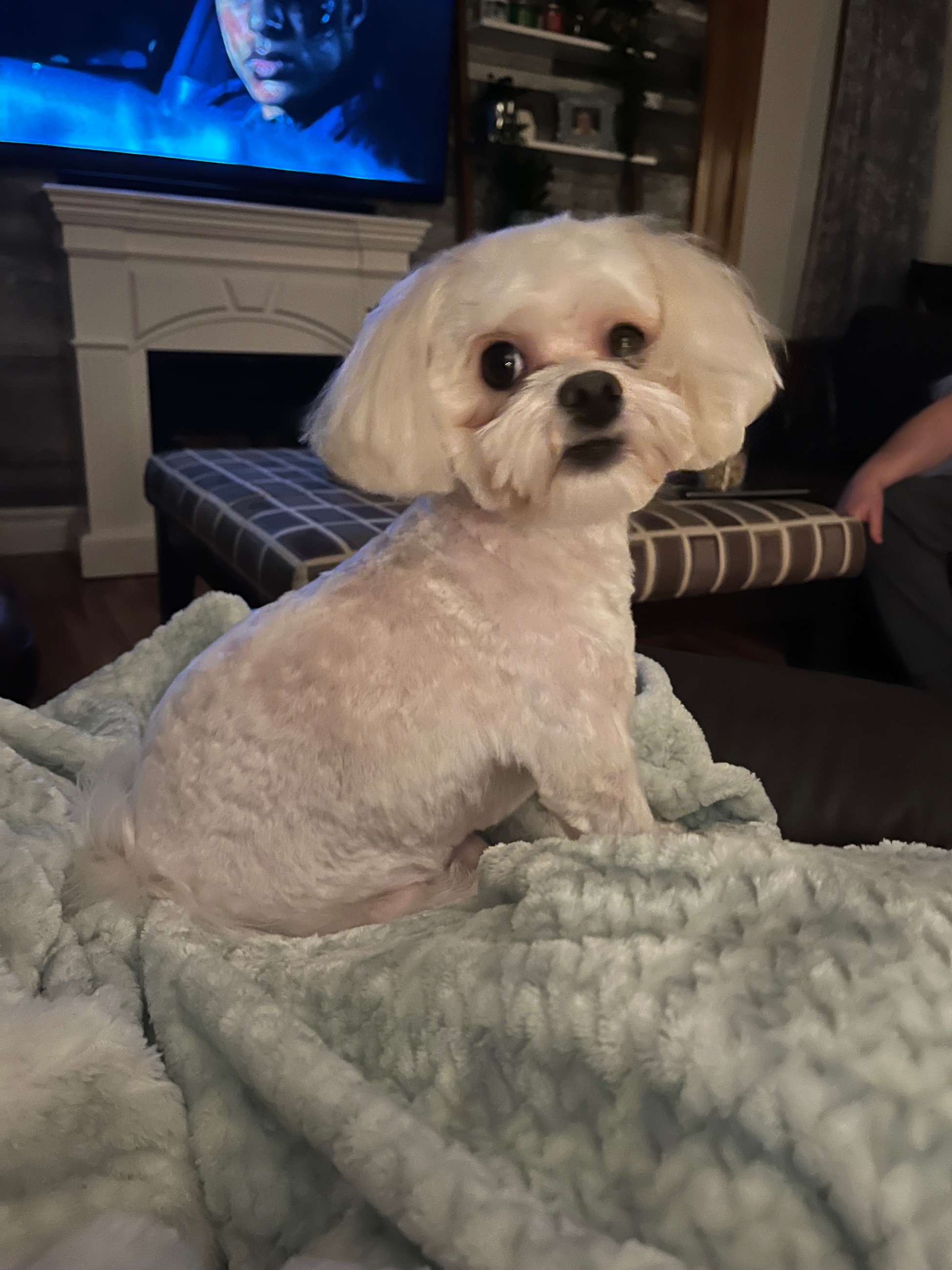 Photo of Experienced pure bred Maltese Stud 