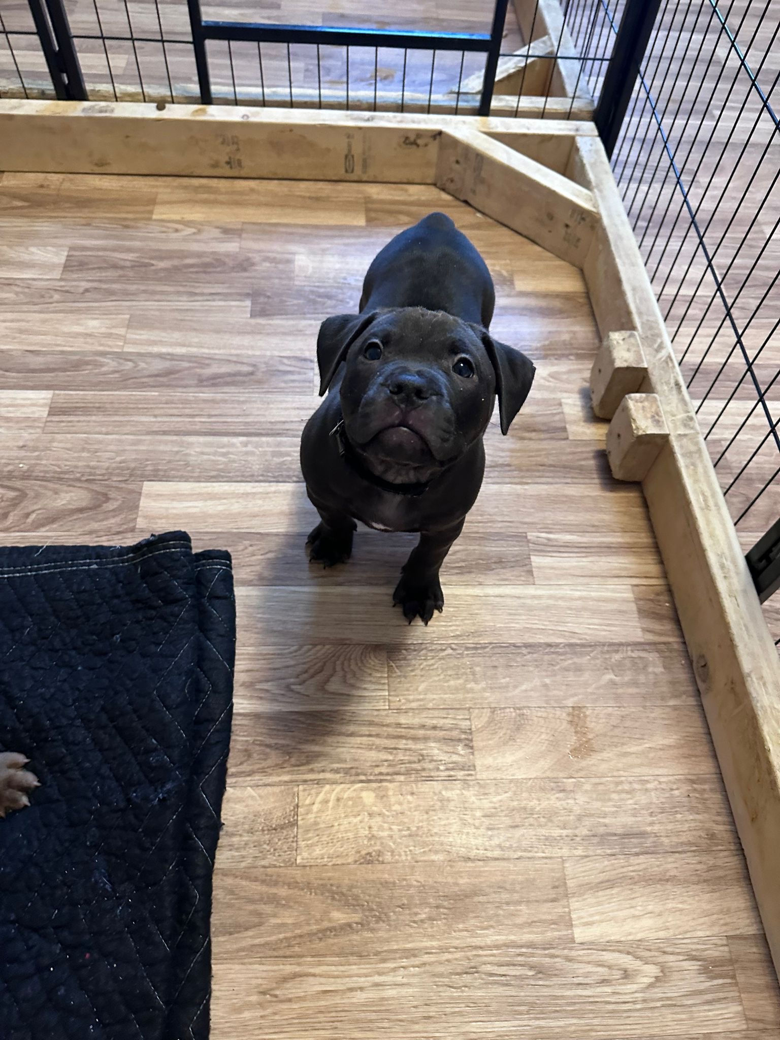 American Bully Puppies! - 6 - 1767410087859_d8ad5680-ac55-4b80-8f72-a36885677ed5