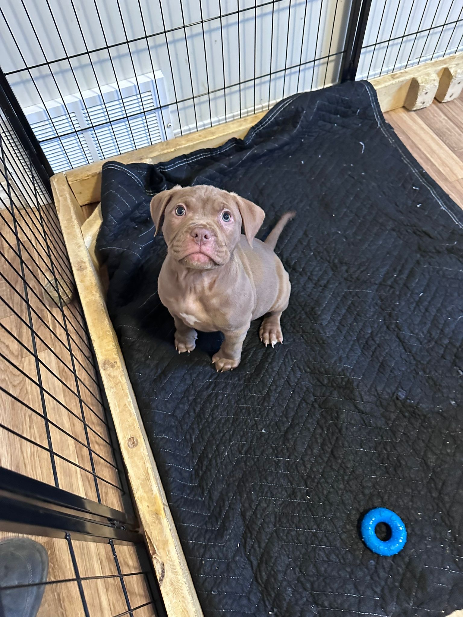 American Bully Puppies! - 7 - 1767410098512_0fd48f8e-a4ab-4e56-92bb-c29c53f16643