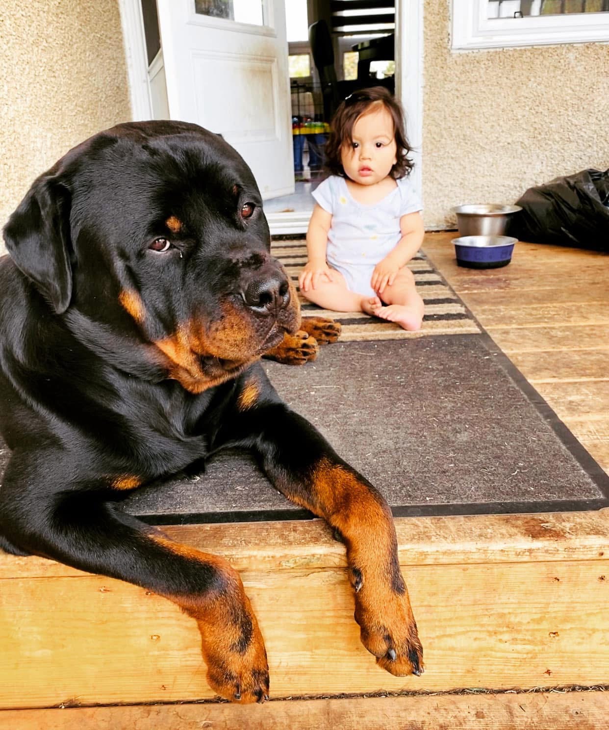 Photo of Purebred Rottweiler male for stud 