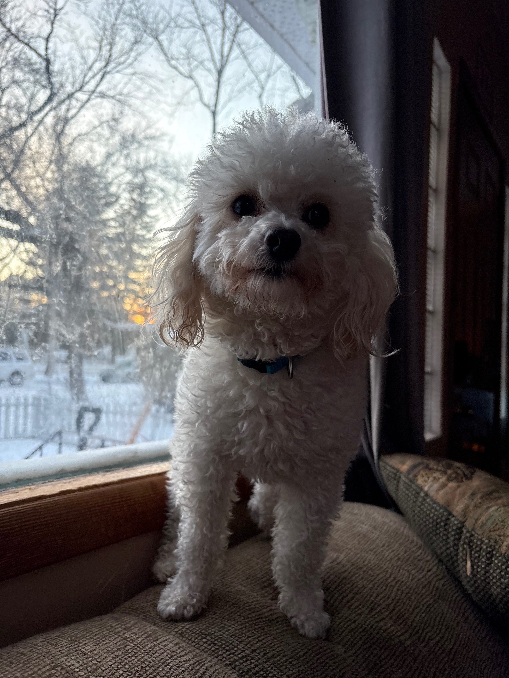 Photo of Registered poodle for stud service, not sale