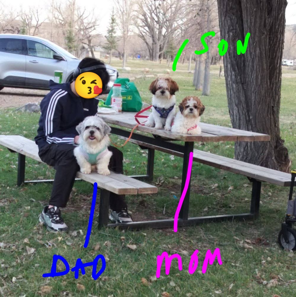 Shihtzu  - 3 - 1767478675437_FB_IMG_1767477498364 (1) (1)