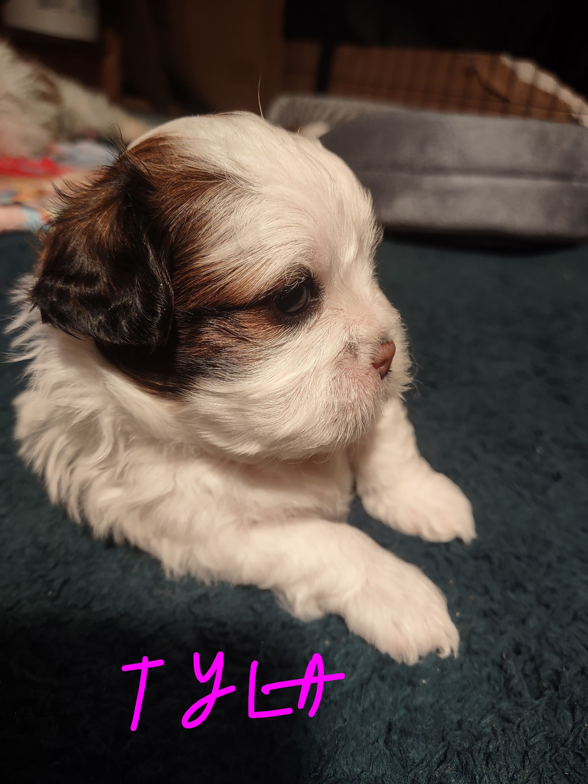 Shihtzu  - 4 - 1767479140141_IMG_20251227_223049720 (1)