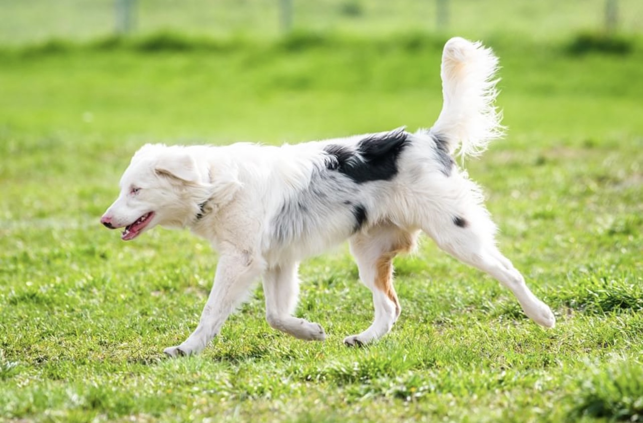 Male Australian Shepherd/border collie looking for a new home - 3 - 1767542150251_IMG_1744