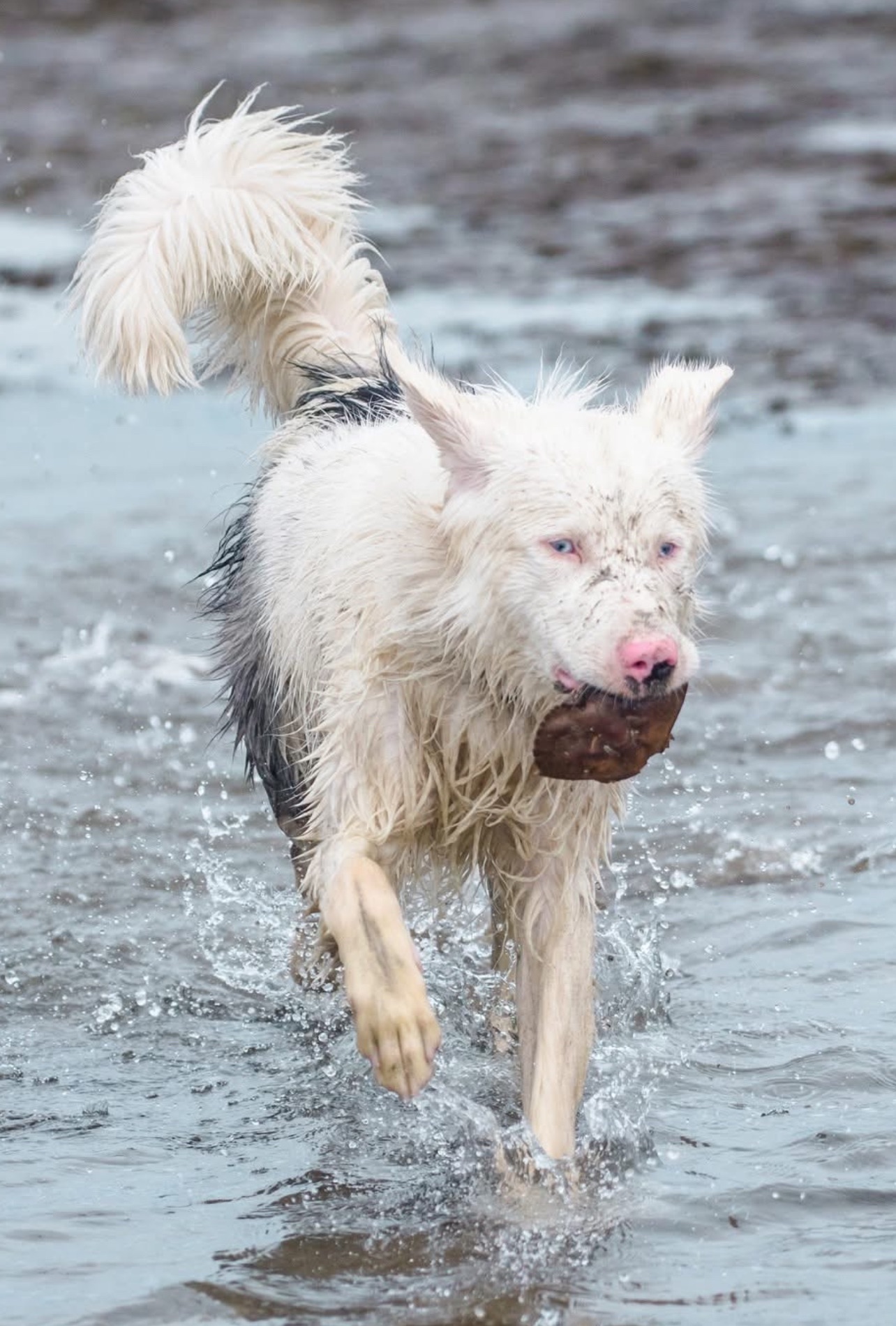 Male Australian Shepherd/border collie looking for a new home - 2 - 1767542151244_IMG_3900