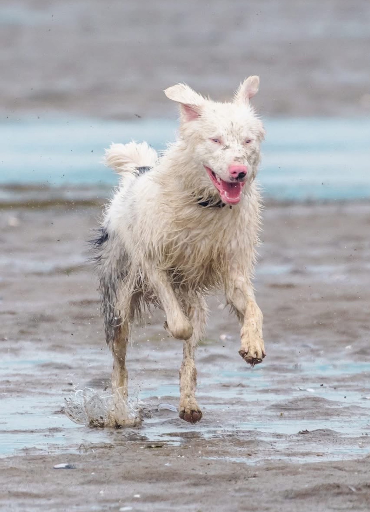 Photo of Male Australian Shepherd/border collie looking for a new home