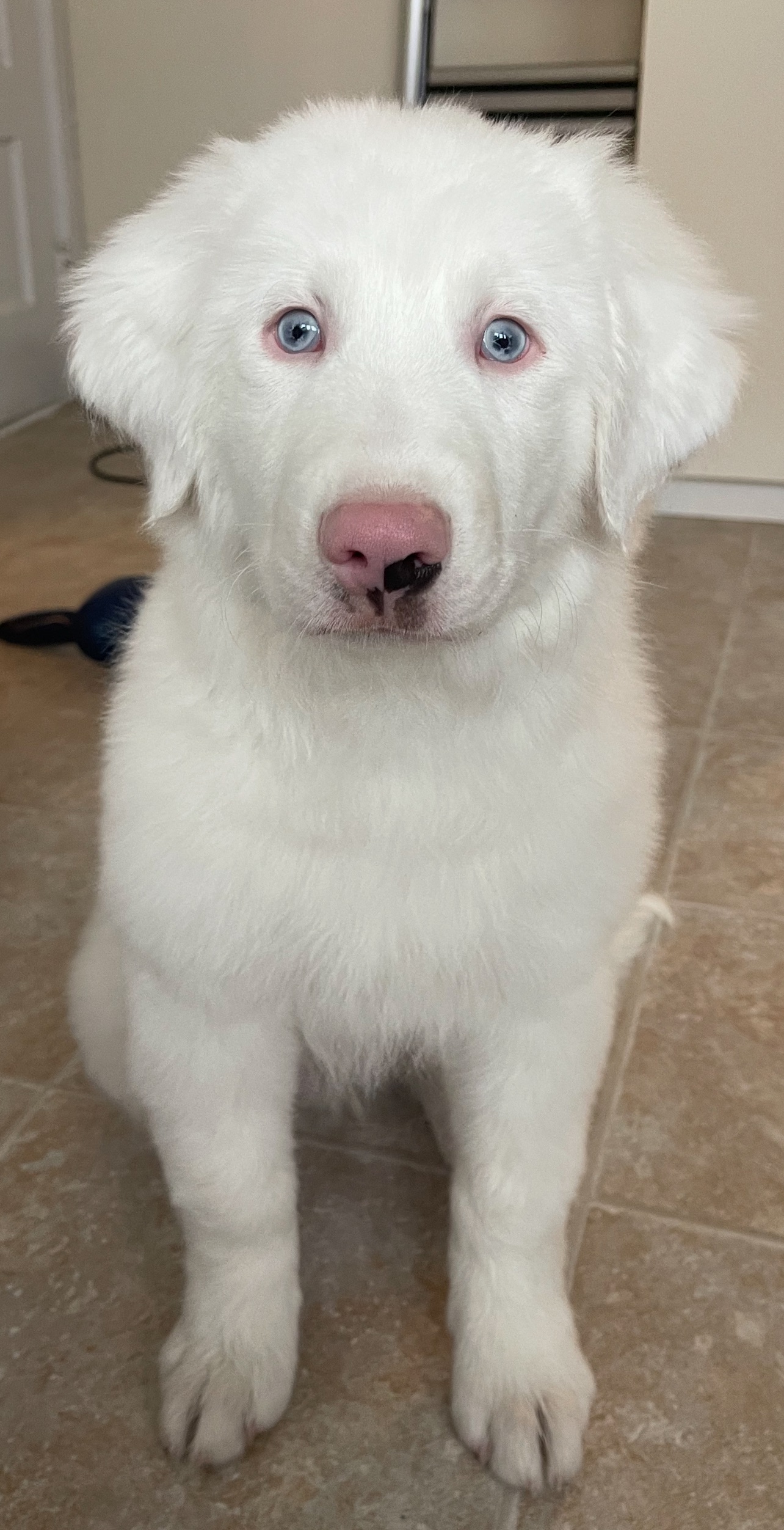 Male Australian Shepherd/border collie looking for a new home - 6 - 1767542151302_IMG_3908
