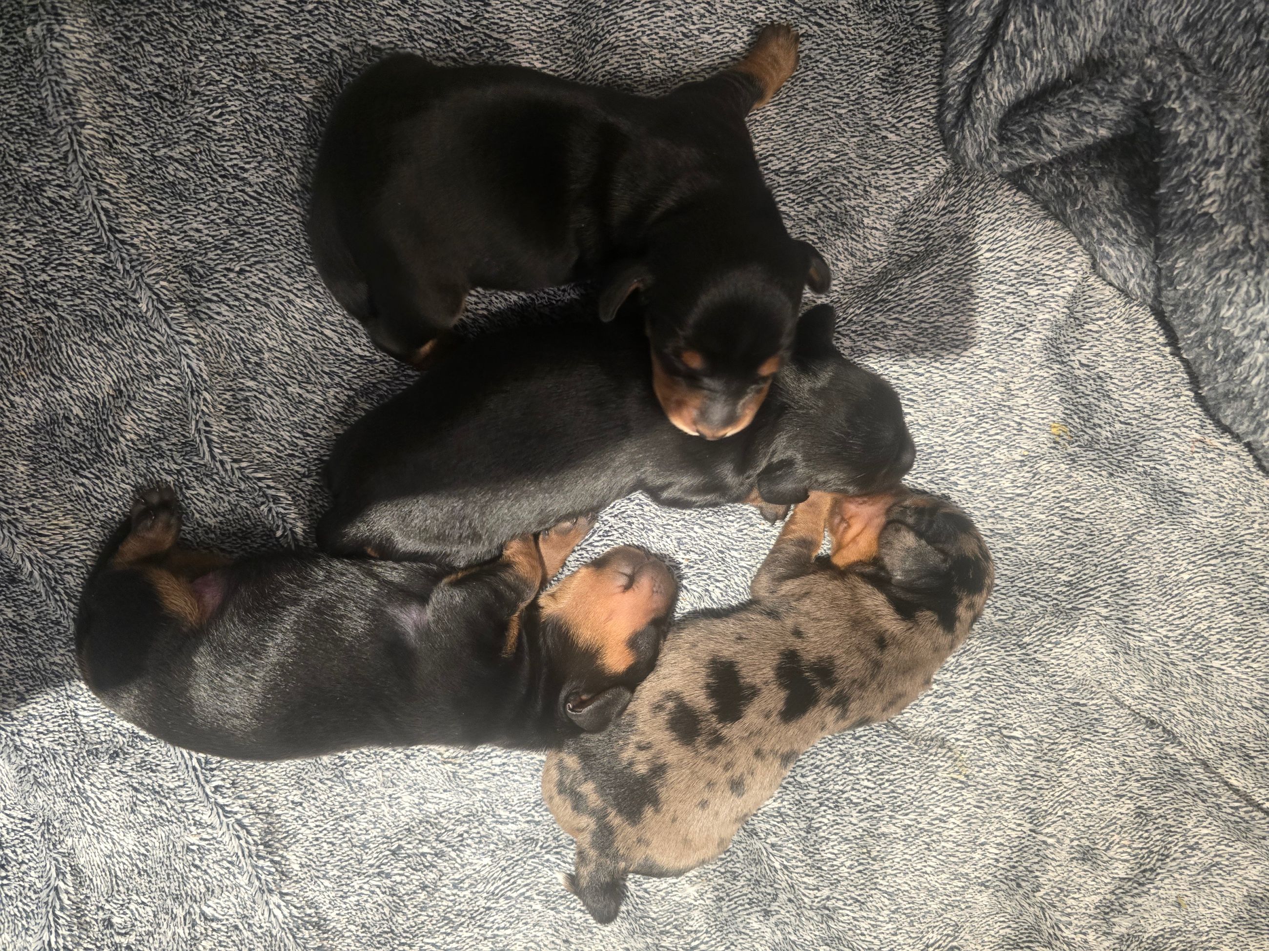 Photo of Mini dashounds 