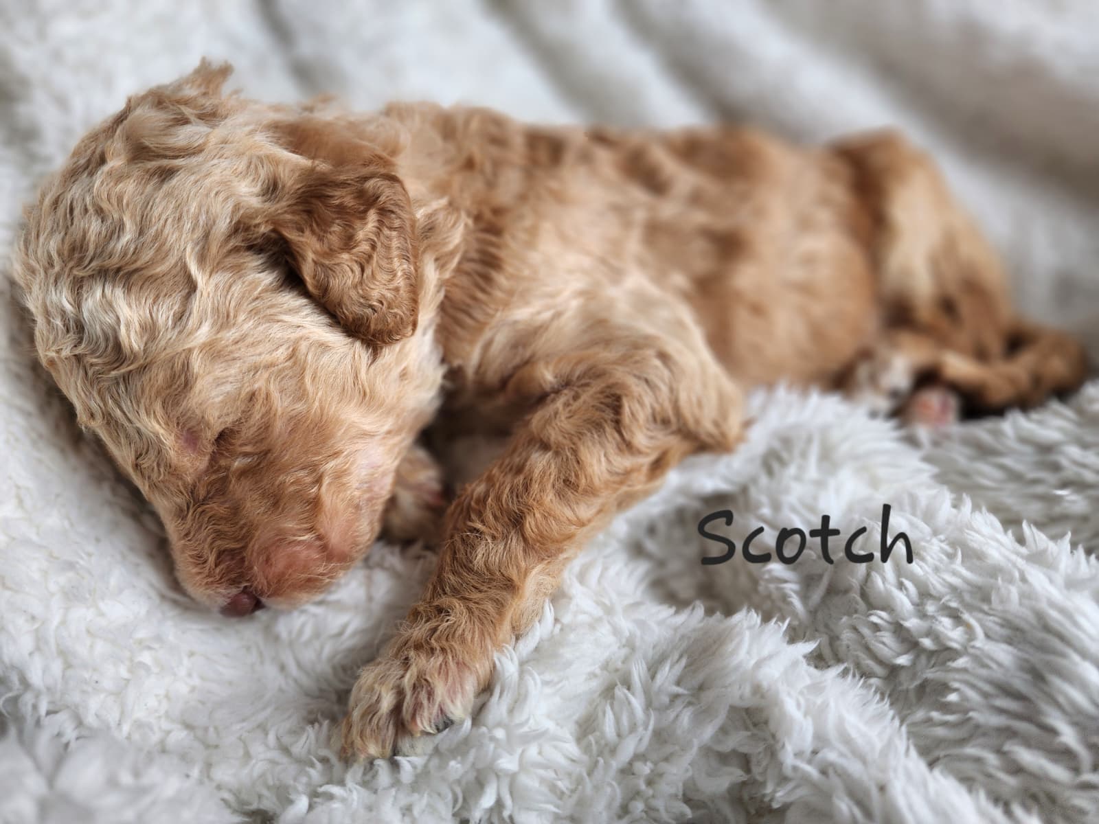 Bernedoodle Puppies (Standard Size) - 2 - 1767554992100_WhatsApp Image 2025-12-31 at 1