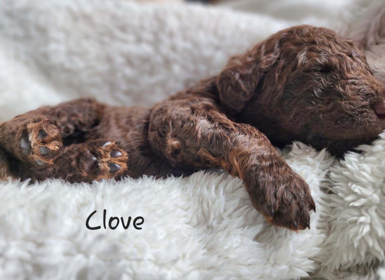 Bernedoodle Puppies (Standard Size) - 9 - 1767554992100_WhatsApp Image 2025-12-31 at 1