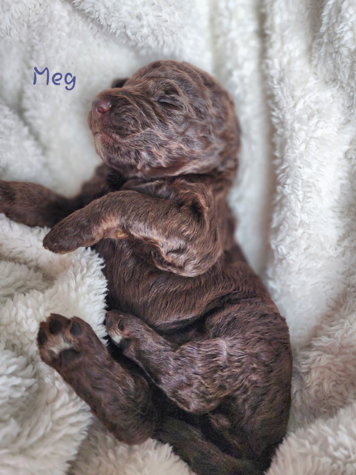 Bernedoodle Puppies (Standard Size) - 8 - 1767554992100_WhatsApp Image 2025-12-31 at 1