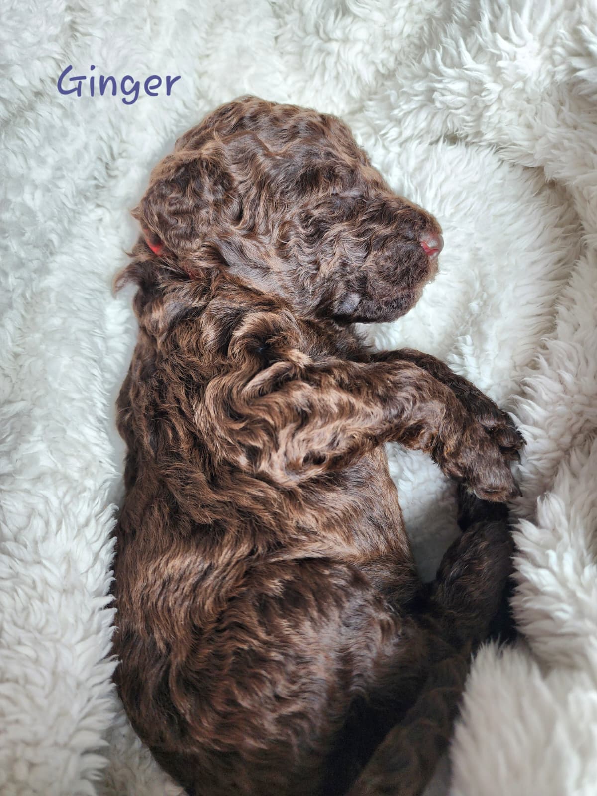 Bernedoodle Puppies (Standard Size) - 7 - 1767554992100_WhatsApp Image 2025-12-31 at 1